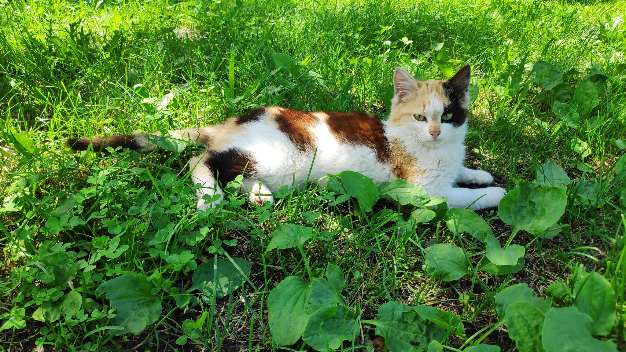 Про скотиков - Моё, Кот, Мобильная фотография, Длиннопост