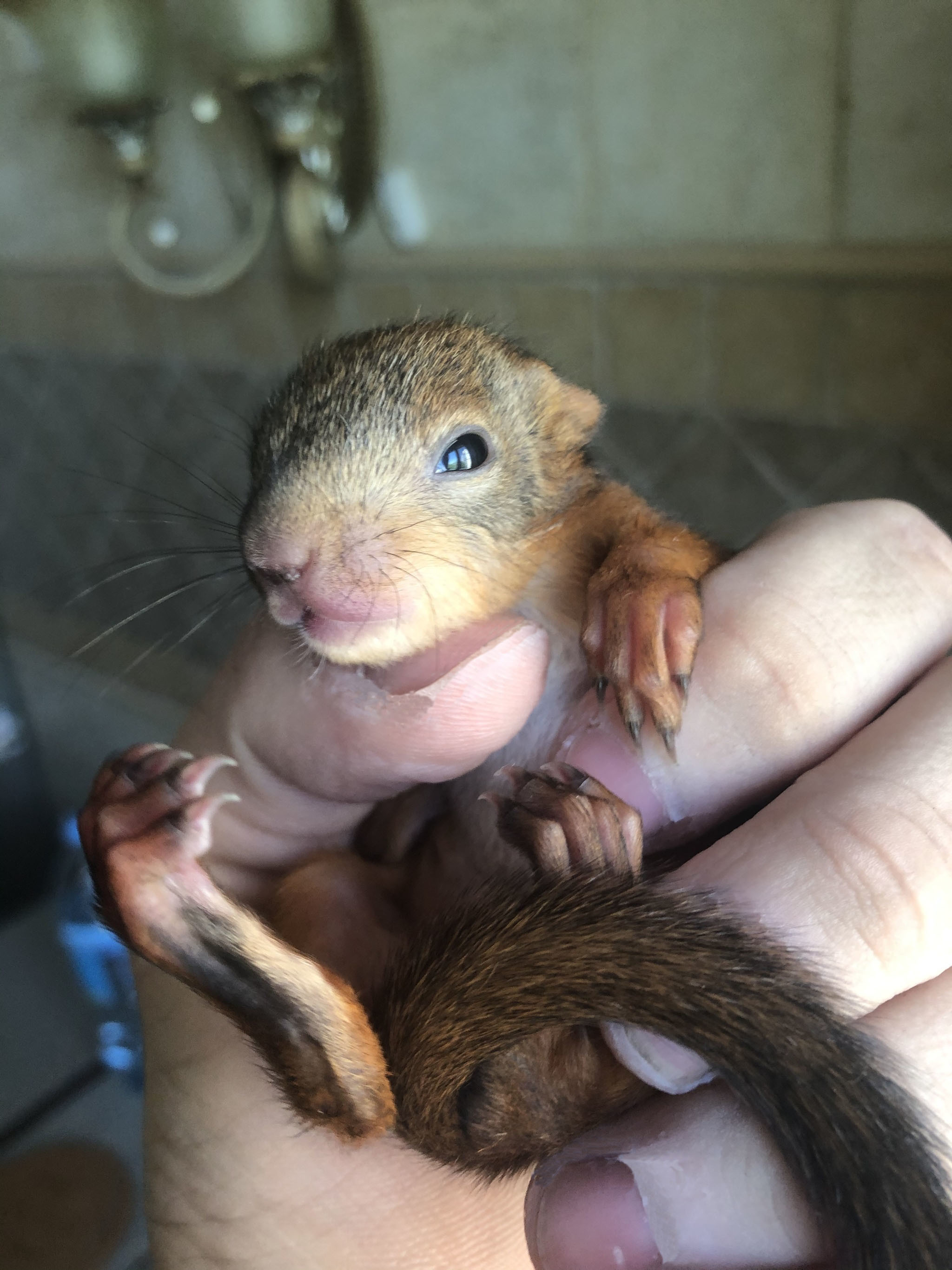 Unexpected little squirrel part 6 - My, Animals, Squirrel, Lost, Foundling, Squirrel, Longpost