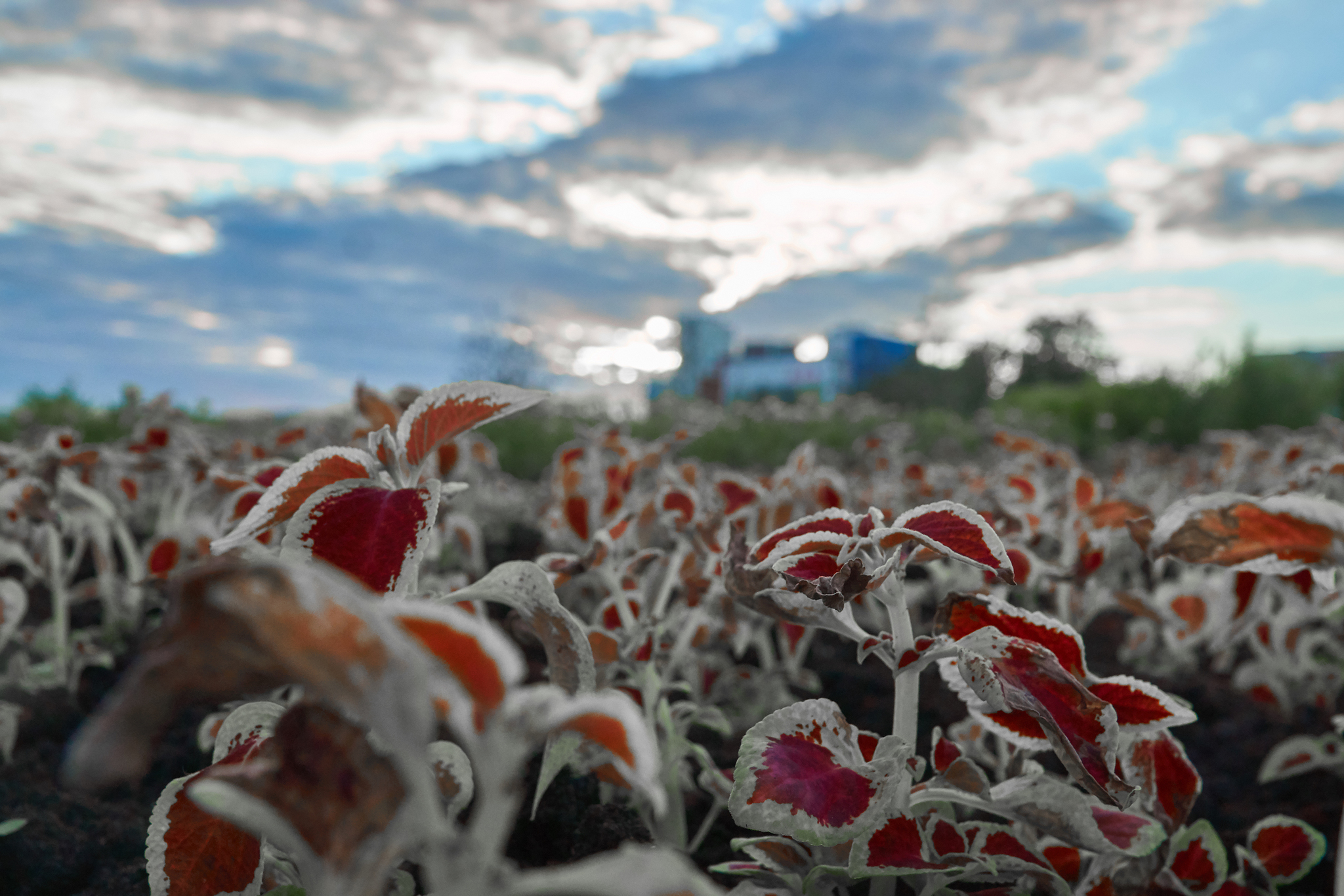 Poor photographer #1 - My, Flowers, Sony a77, Capture One, The photo, Coleus