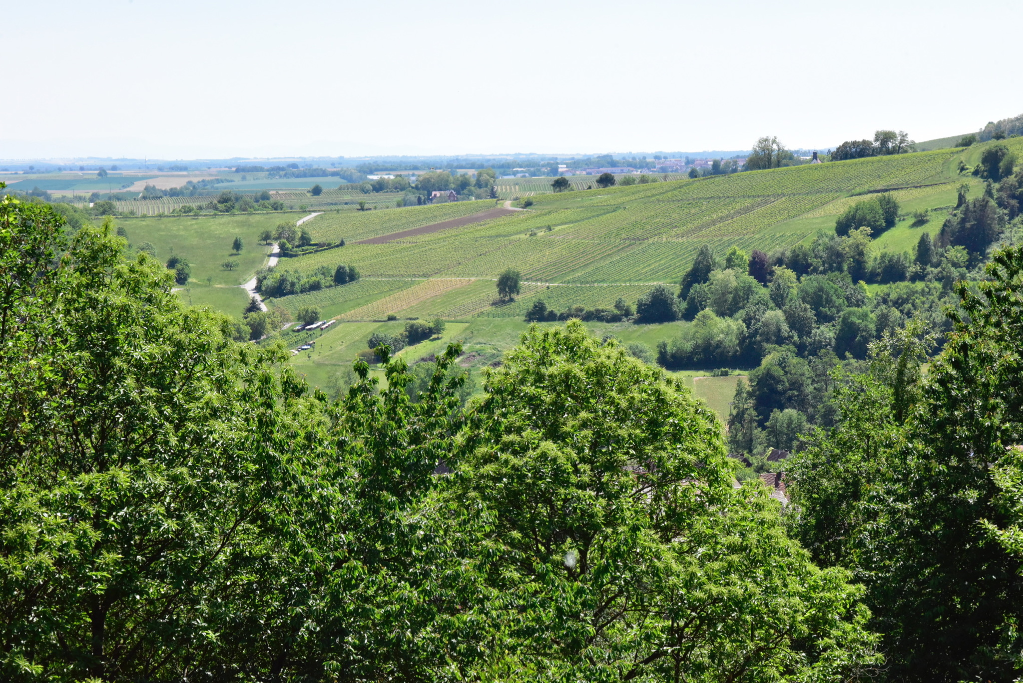 Hello again! - My, Landscape, Nature, Germany