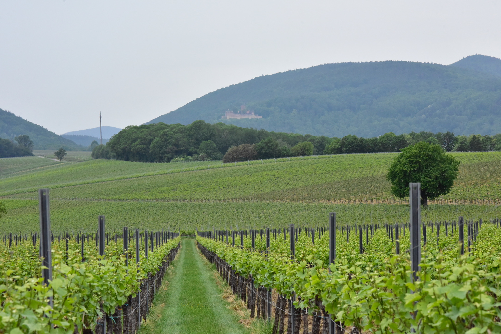 Hello again! - My, Landscape, Nature, Germany