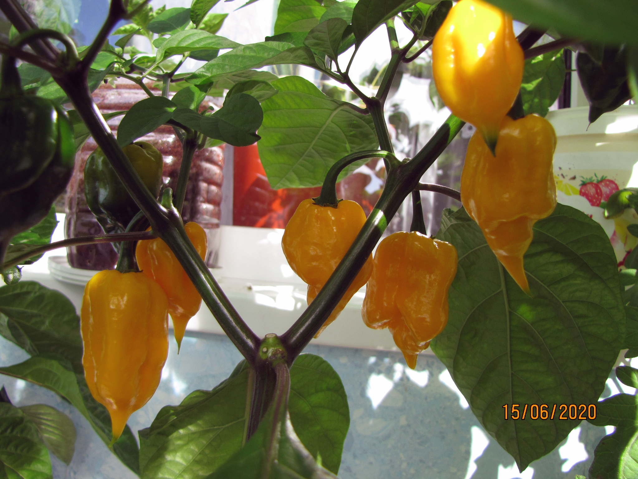 Post #7528033 - My, Hydroponics, Vegetable garden on the windowsill, Hot peppers, Pepper farming, cat, Longpost