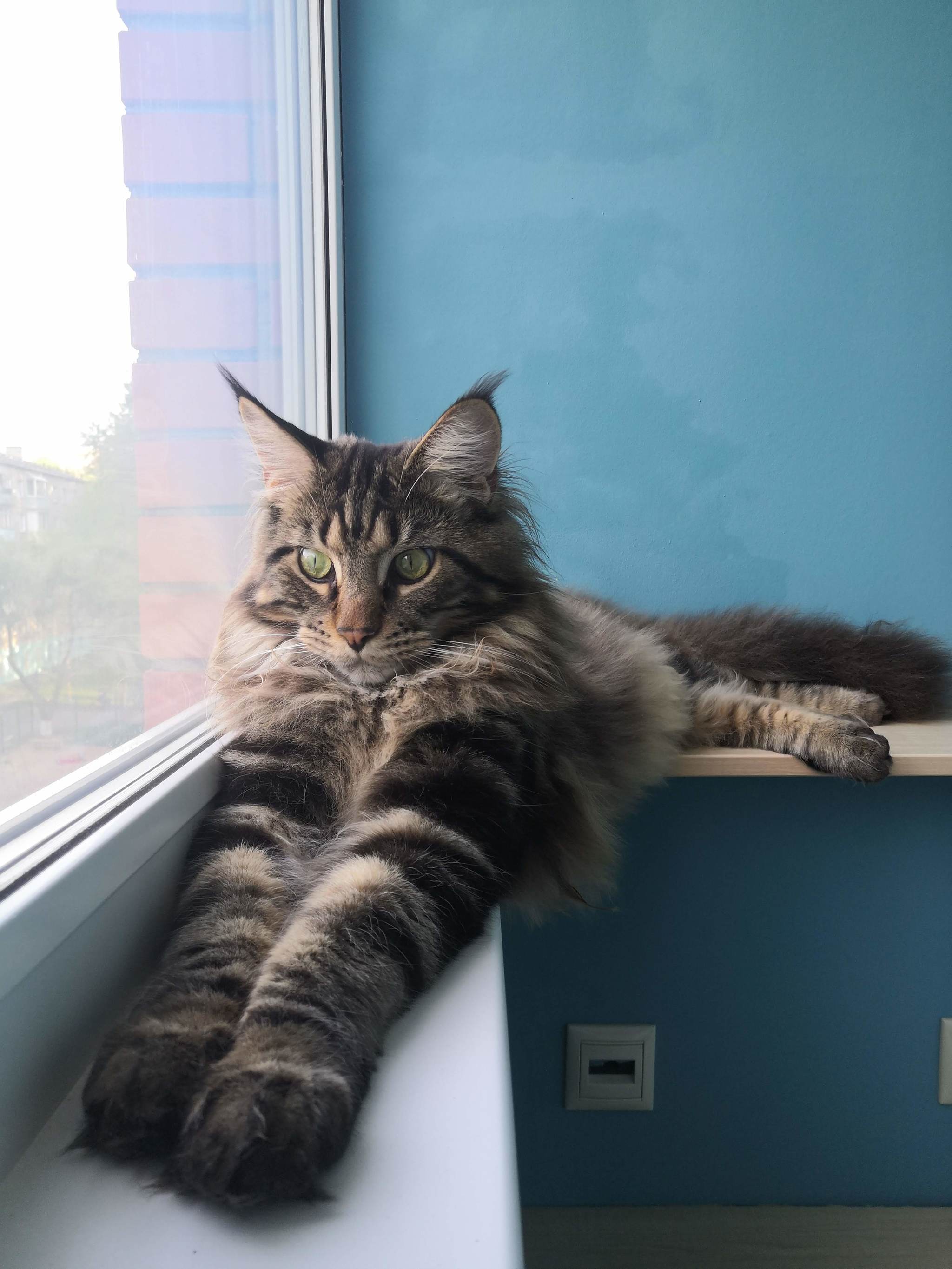 How does a Maine Coon grow? No. 2 - My, cat, Pets, Maine Coon, Longpost