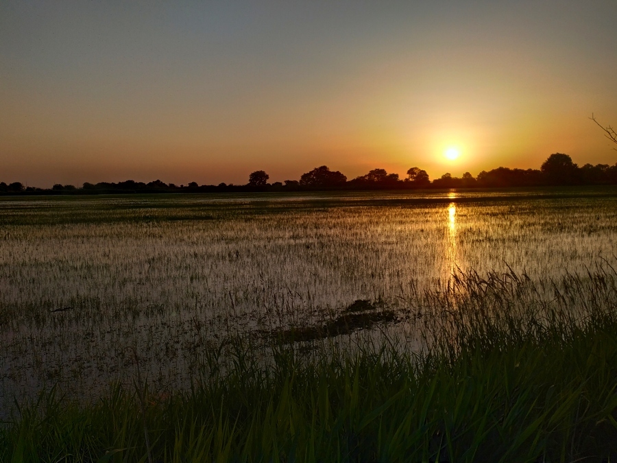 Do you know what rice paddies look like? - My, Rice, Field, Republic of Adygea, Krasnodar, Сельское хозяйство, sights, Longpost