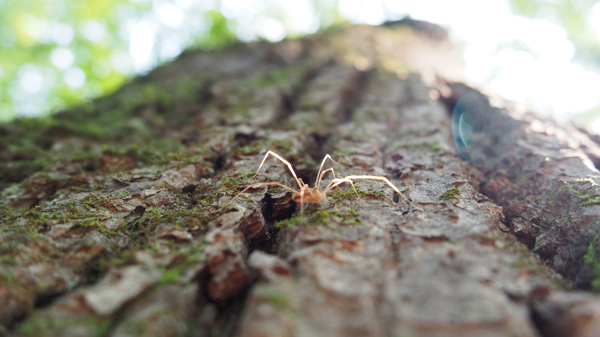 Sunday photo #1 - My, The photo, Olympus, Olympus OM-D e-m10, The park, Bitsevsky Park, Amateur photography, Longpost