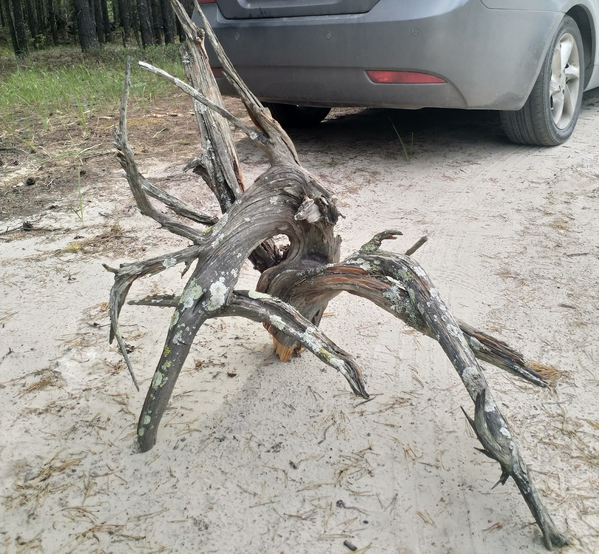 New driftwood for the aquarium - My, Aquarium, Snag, Longpost