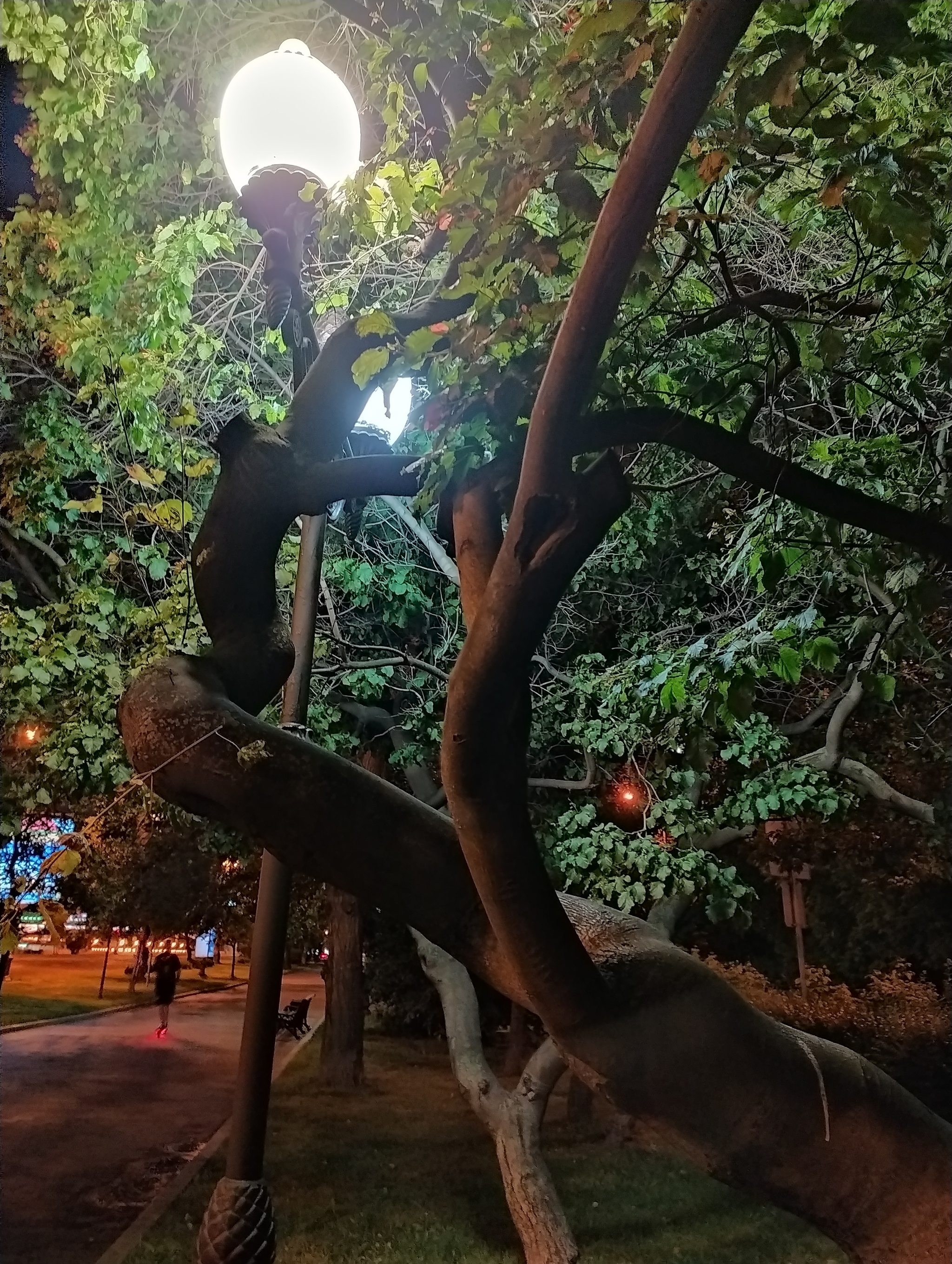 Night. Tree. Flashlight - My, Mobile photography, Night, Tree, Moscow