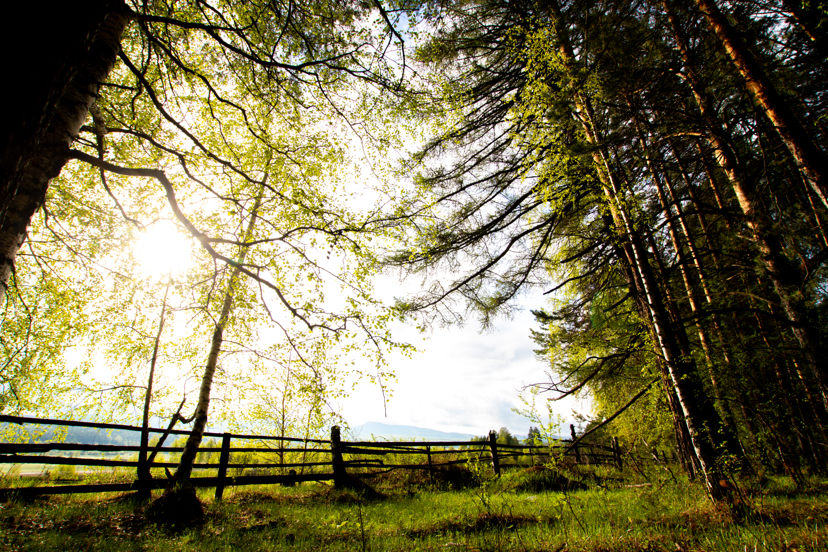 Morning in the forest. Logging. Bashkortostan. 2020 - My, Forest, Bashkortostan, Morning, Nature