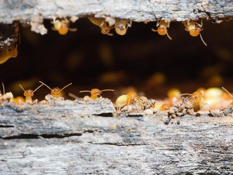 Termites: Ants are a pathetic parody, but ancient termites blow your mind with their perfection - Termites, Ants, Insects, Animals, Yandex Zen, Longpost