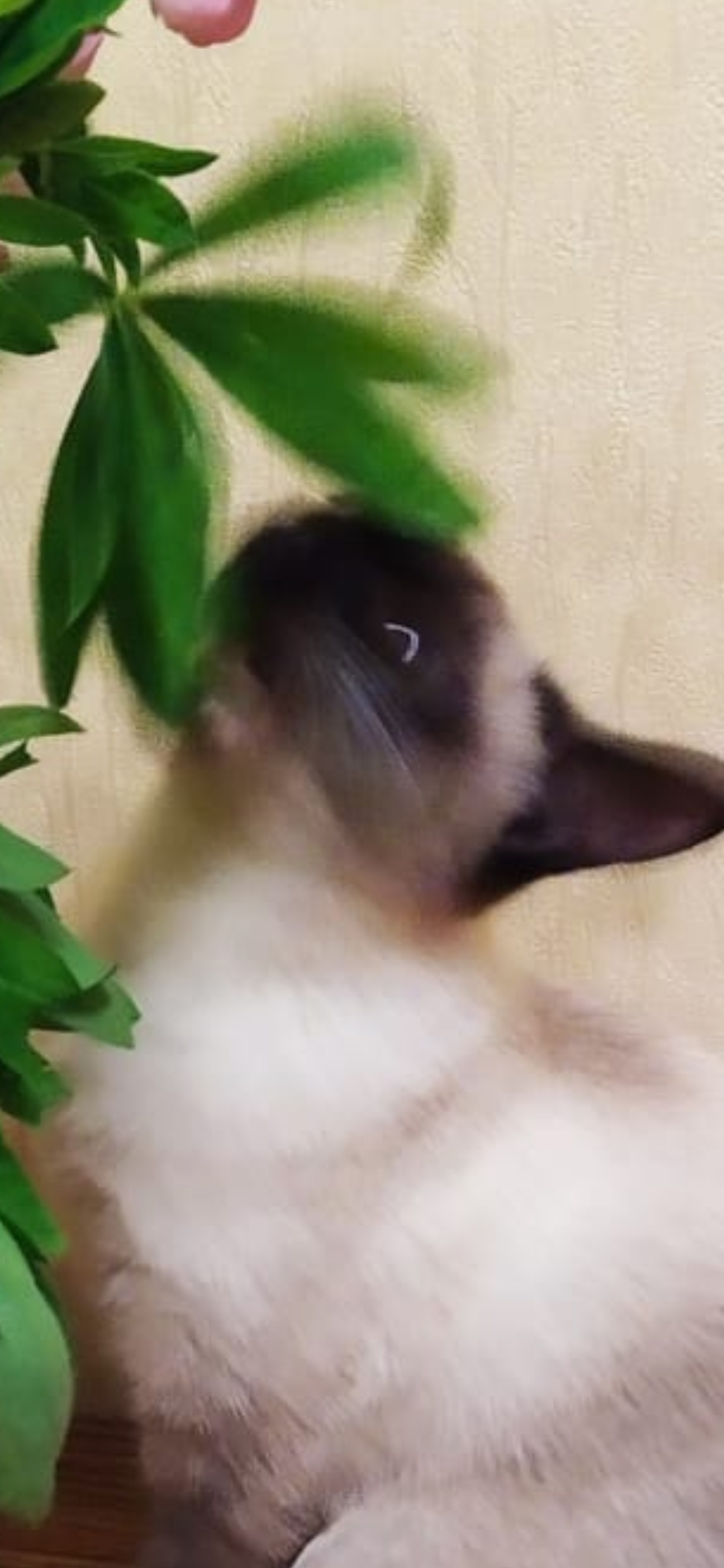 Redmi 7 smart camera or has someone possessed a cat? - The photo, cat, Mekong Bobtail, Lupine, Longpost