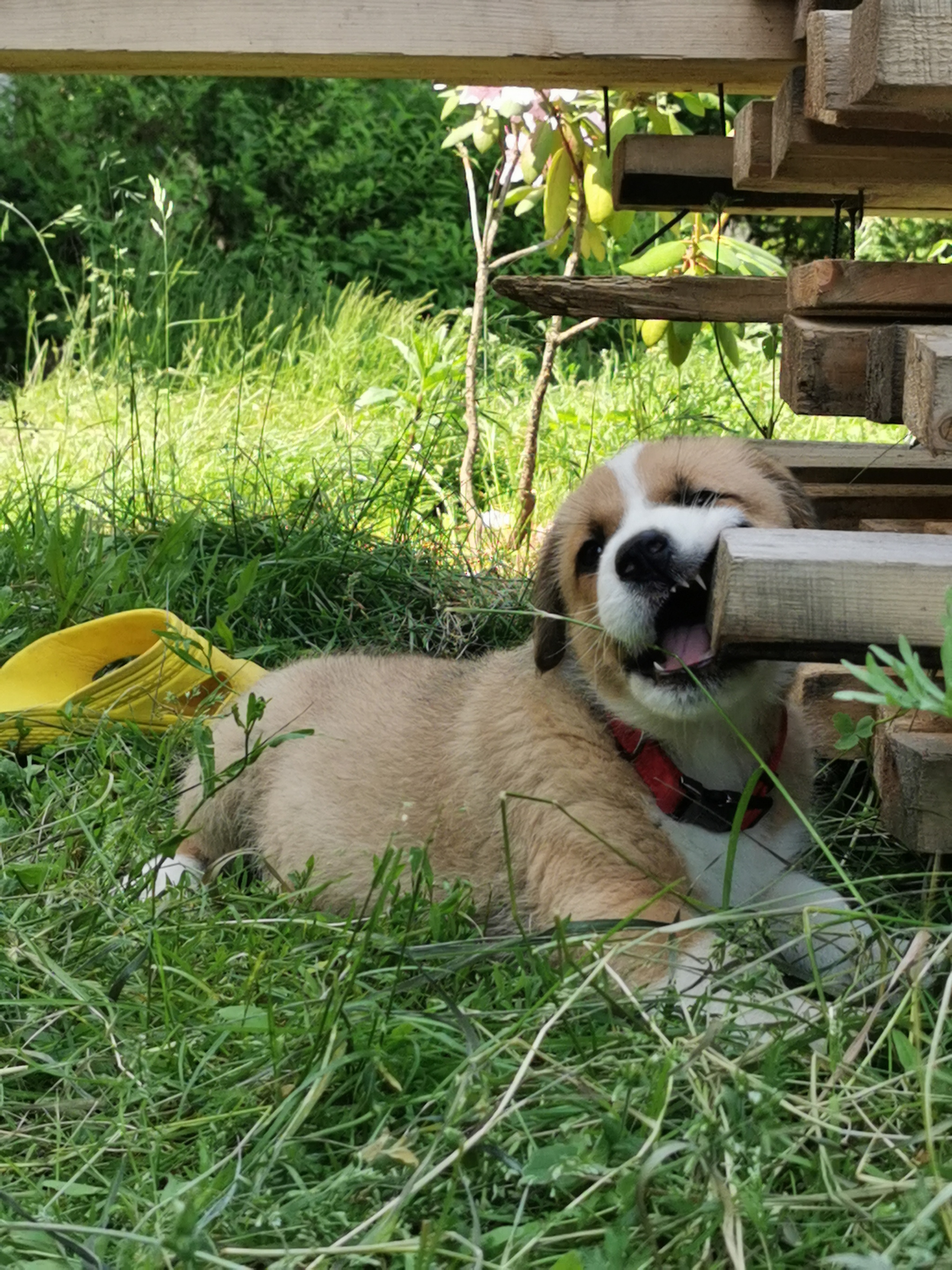 Good boy Martin)) - My, Dog, Pets, Animals, Longpost