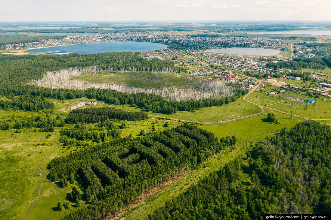 LENIN from pines and spruces - Lenin, Geoglyphs, Pine, Longpost