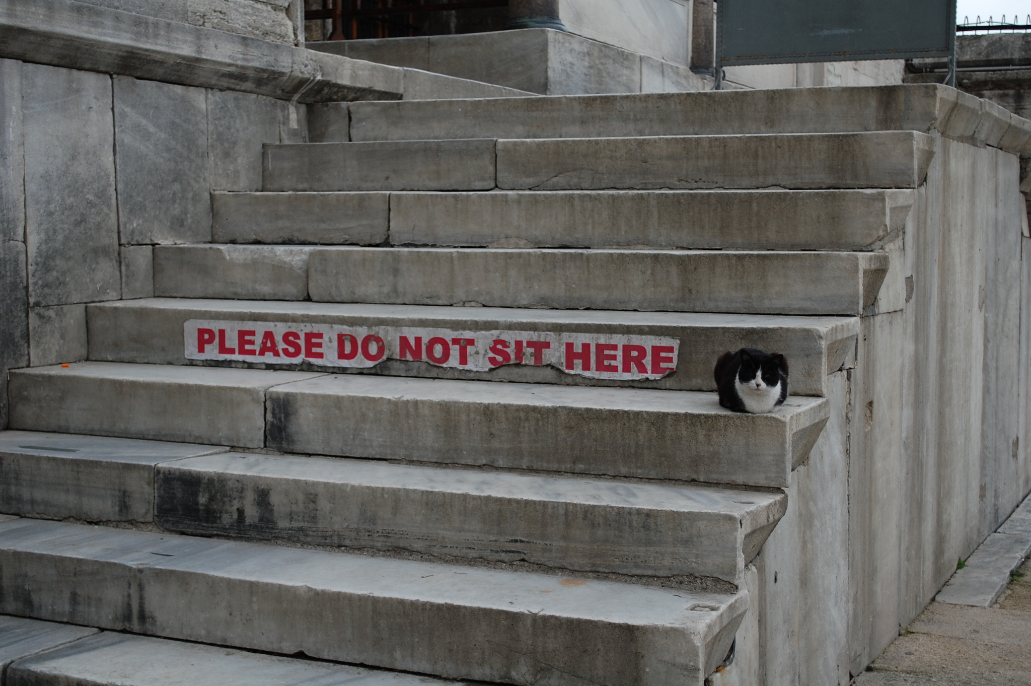 I park wherever I want - My, cat, Istanbul