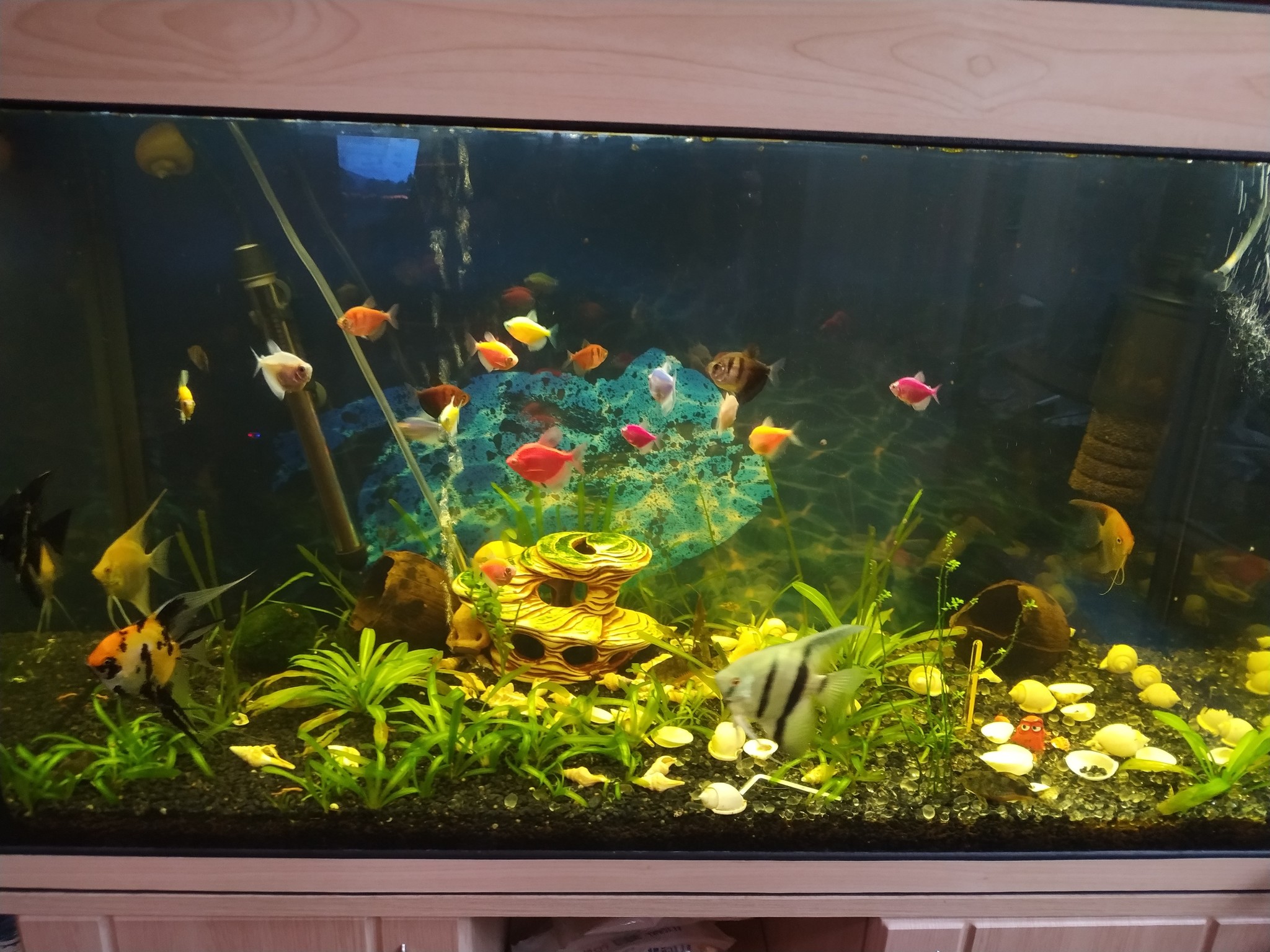 Hello everyone. Tell me how to move a 160 liter aquarium so as not to seriously spoil what grows and lives there - Aquarium, A fish, Relocation