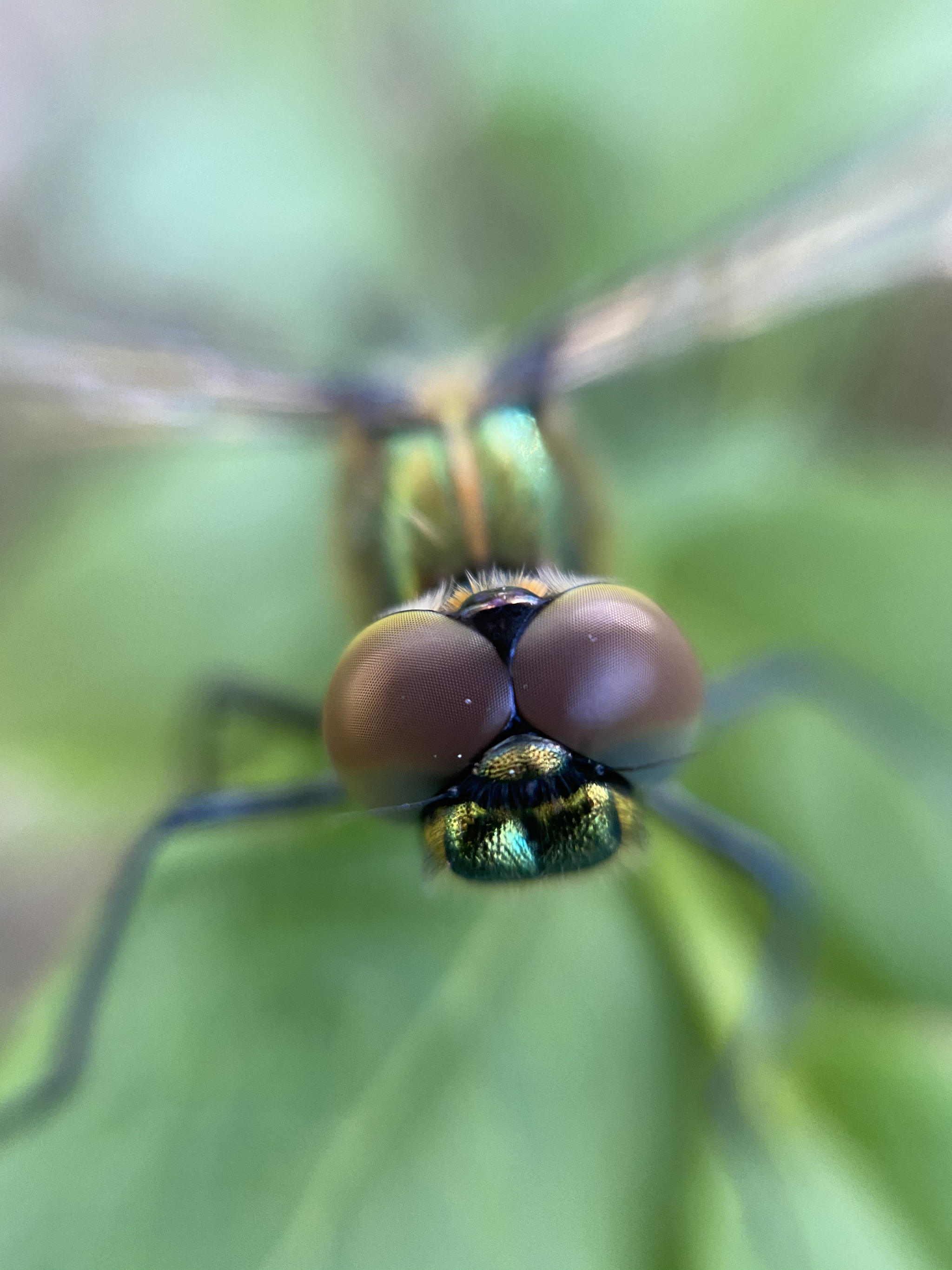 The dragonfly that pretends to be a wolf from “Well, Just Wait” - My, Insects, Dragonfly, It seemed, The photo, Longpost