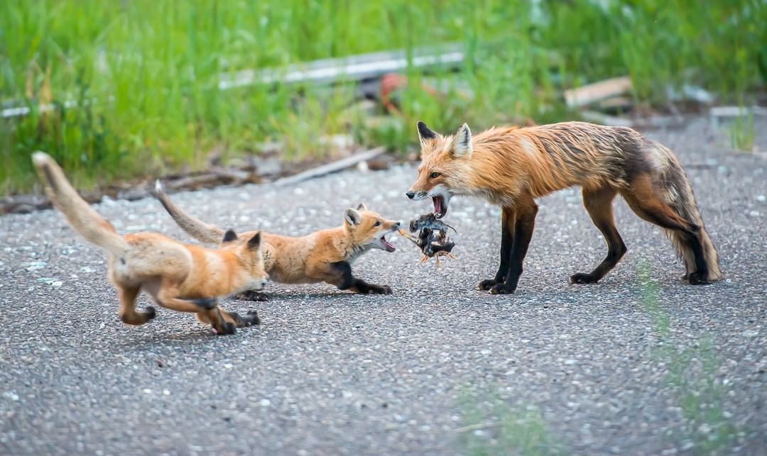 Mom brought something delicious! - Fox, Animals, Wild animals, Young, The photo, Fox cubs