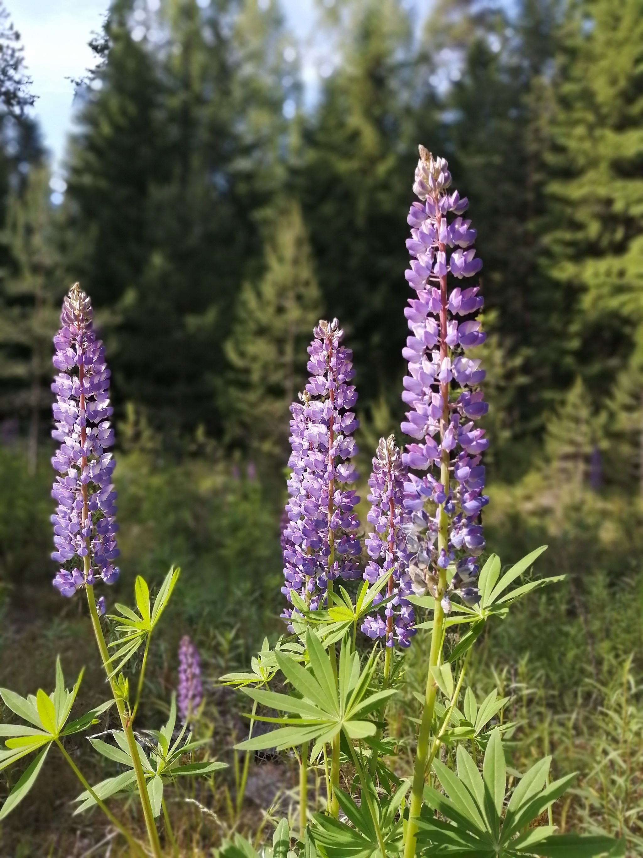 Colors of nature - My, Summer, Nature, Flowers, Longpost