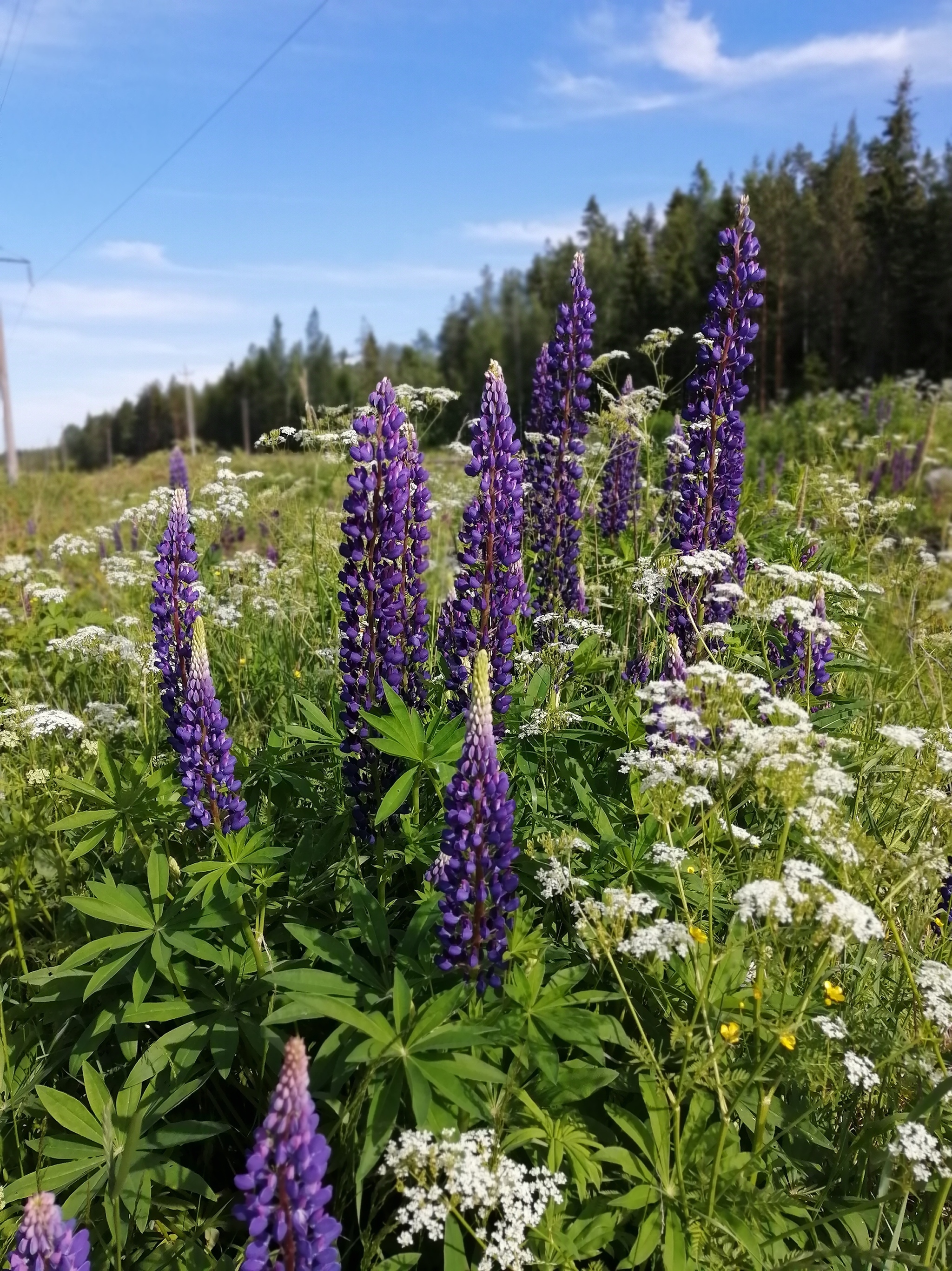 Colors of nature - My, Summer, Nature, Flowers, Longpost