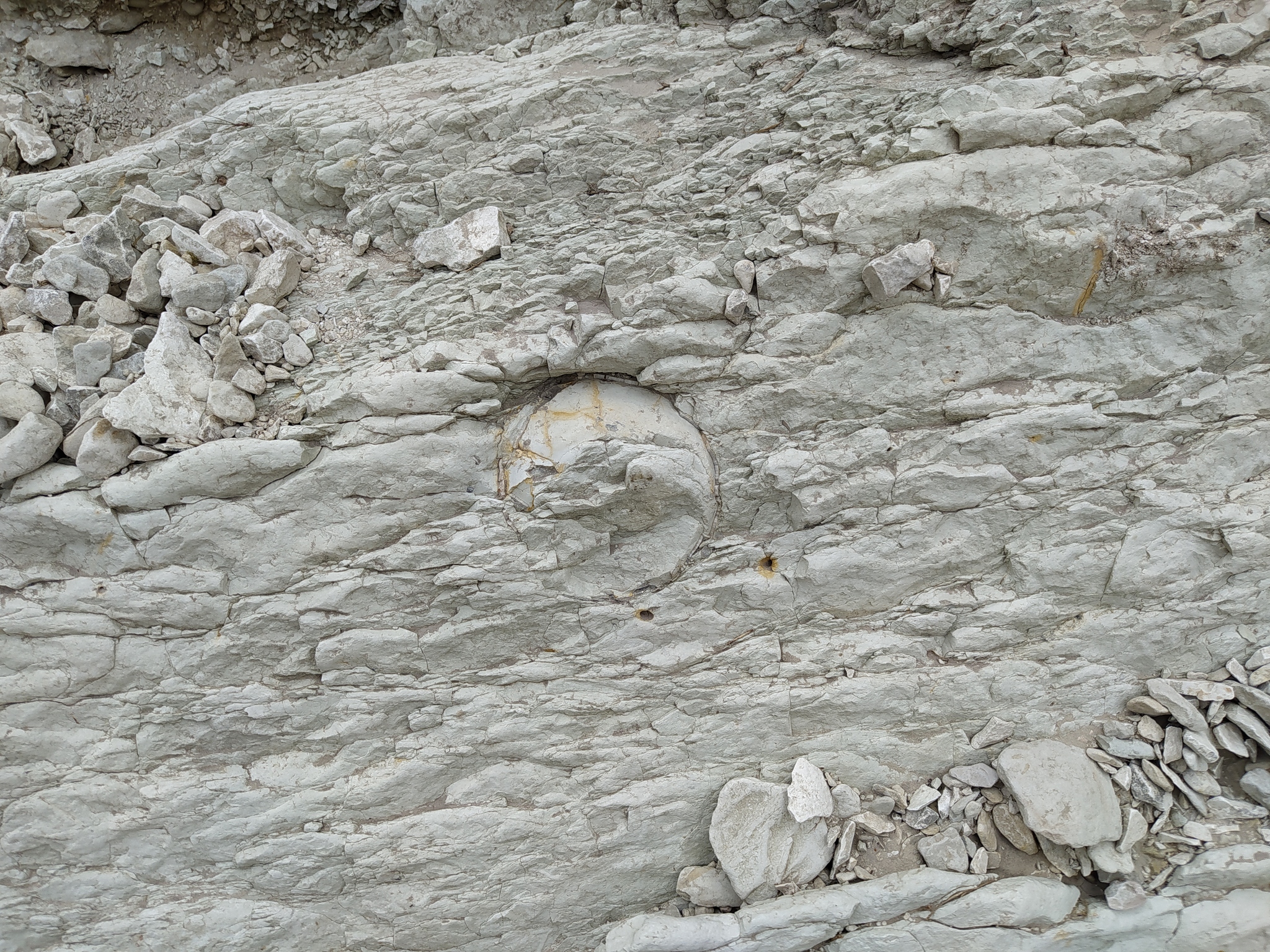 Continuation of the post “Fossils in the ravine” - My, Bones, Fossils, Archeology, Paleontology, The mountains, Dagestan, Reply to post, Longpost