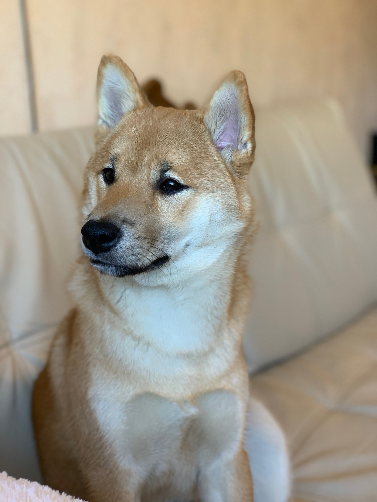 Master - My, Shiba Inu, Dog, Love