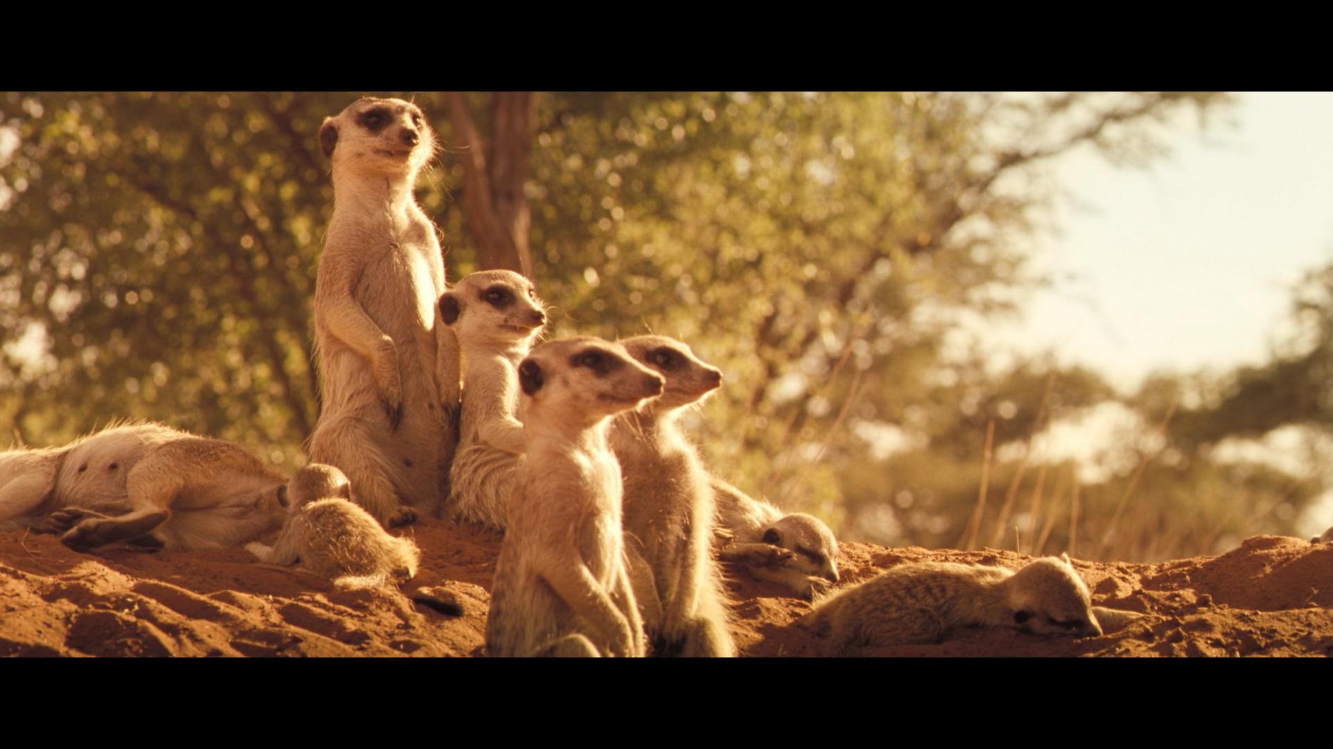 Heat - Serials, Meerkat, Storyboard, Heat, Sleep in the afternoon, Longpost