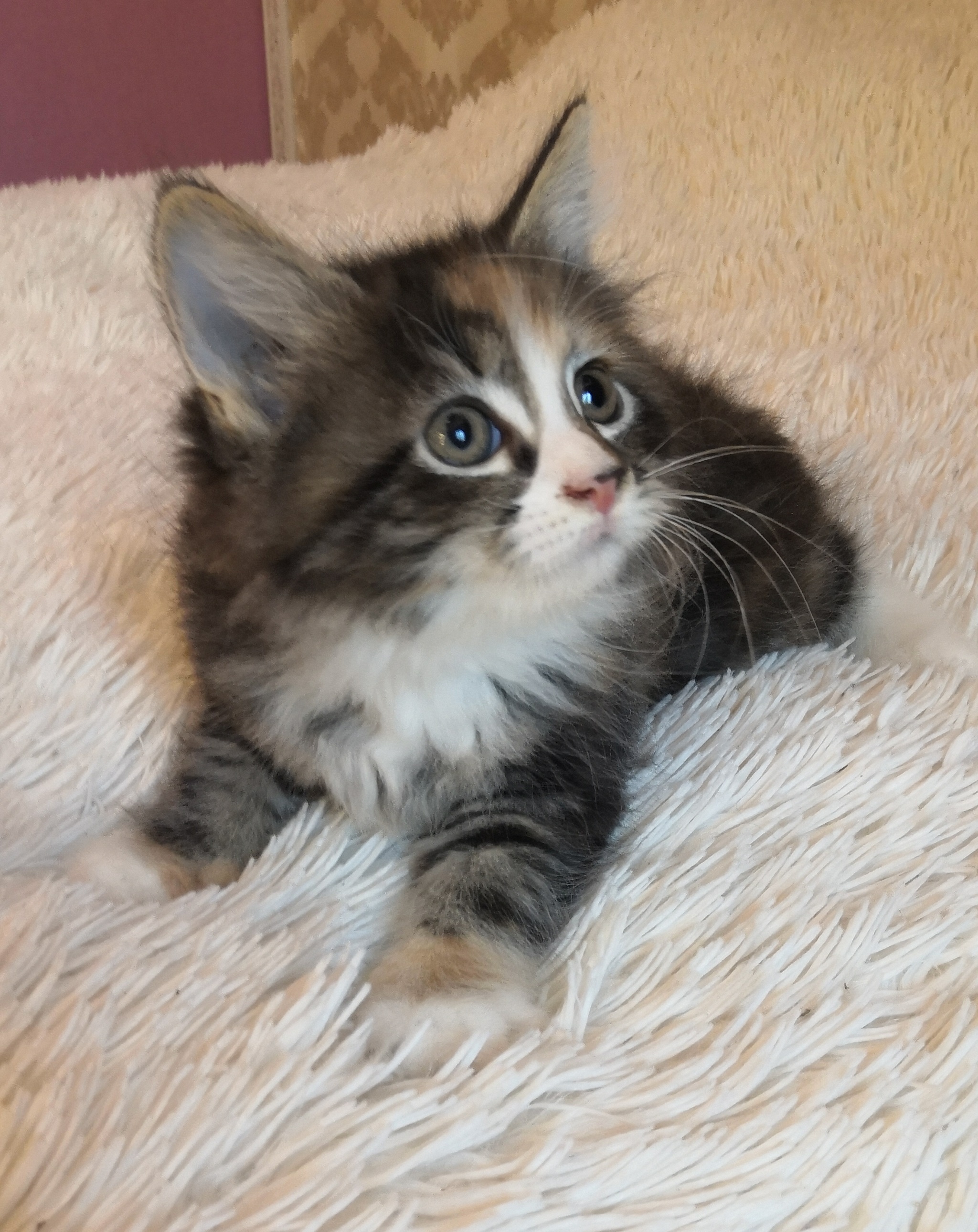 Surprise - Kittens, In good hands, Unexpected, Maine Coon, Longpost, cat, Moscow region, Monino, No rating