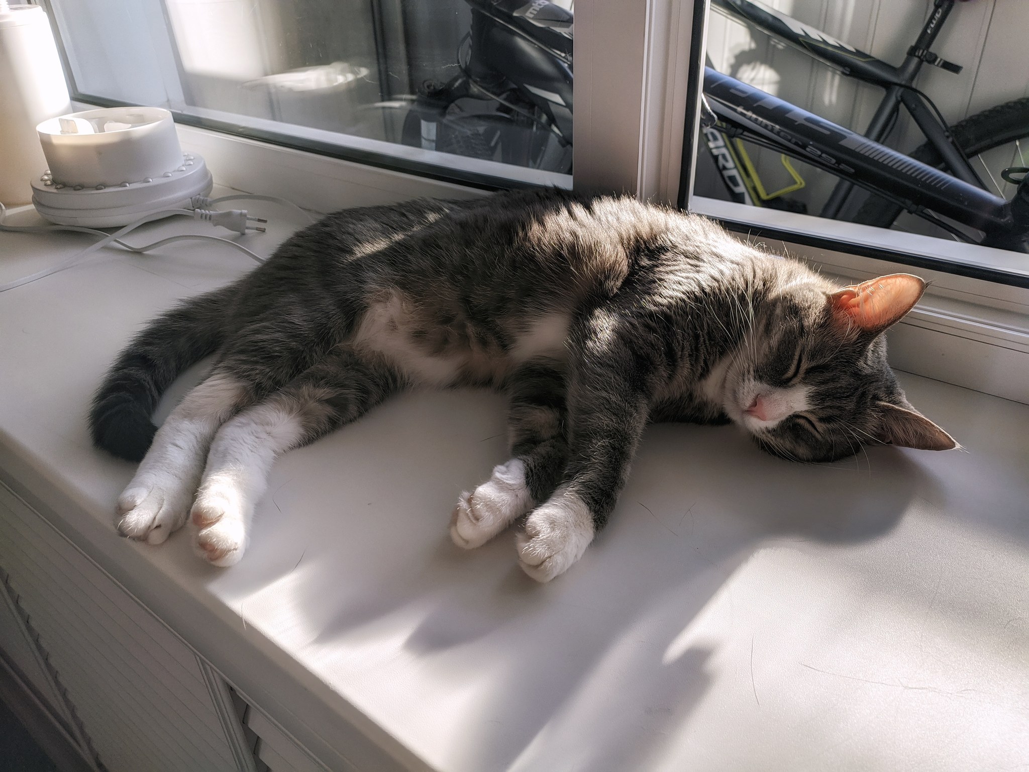 That's who doesn't care about the heat - My, cat, Pets