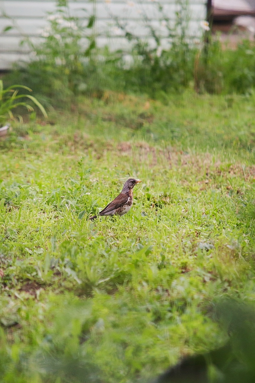 What kind of bird - My, Birds, Songbirds, Ornithology, Ornithology League, Nature, What kind of bird?, Longpost