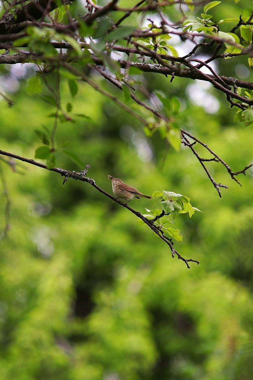 What kind of bird - My, Birds, Songbirds, Ornithology, Ornithology League, Nature, What kind of bird?, Longpost