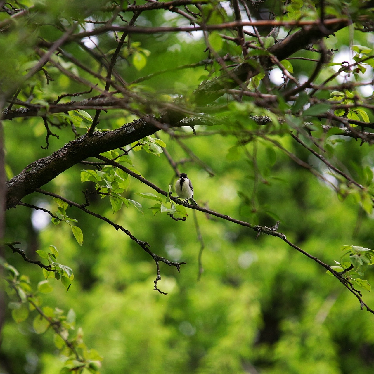 What kind of bird - My, Birds, Songbirds, Ornithology, Ornithology League, Nature, What kind of bird?, Longpost