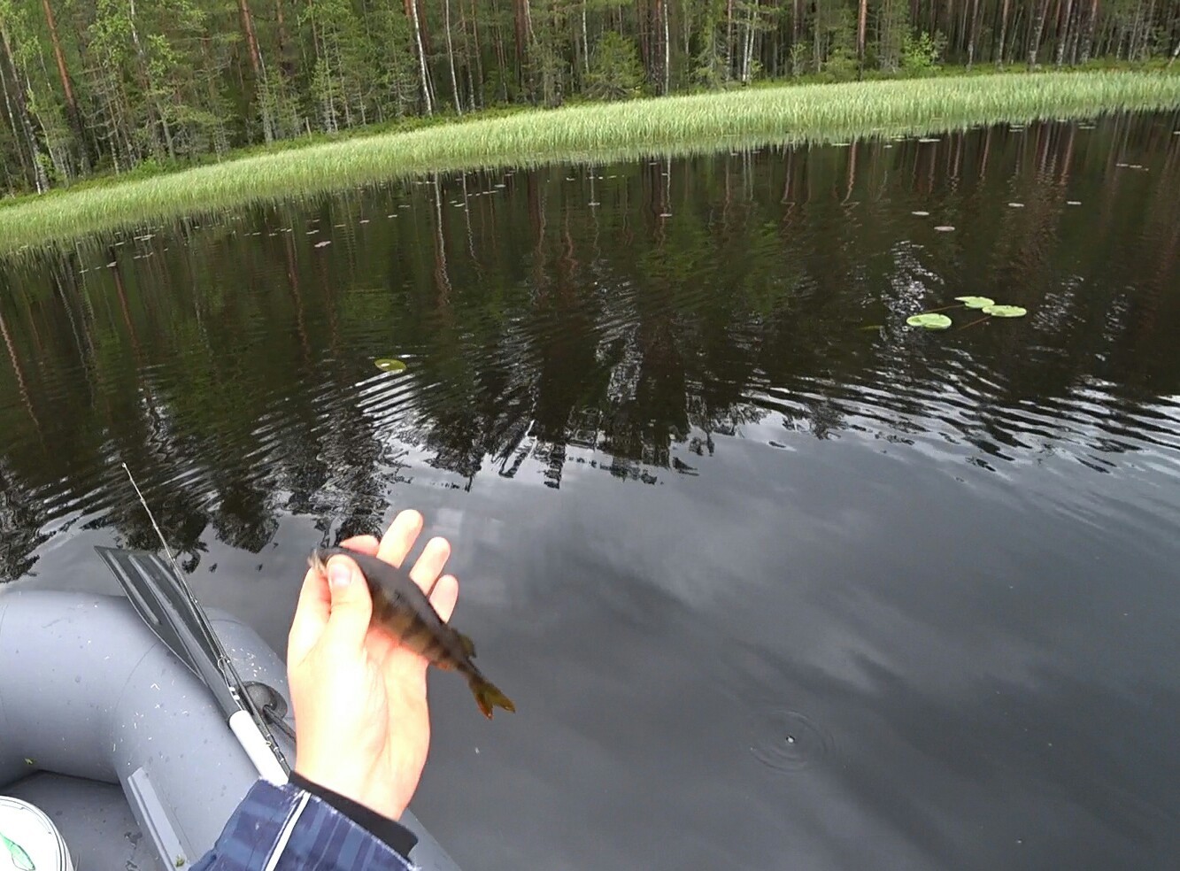 Catching perch with spinners - My, Perch, Casting, Spinning, Fishing, Video, Longpost