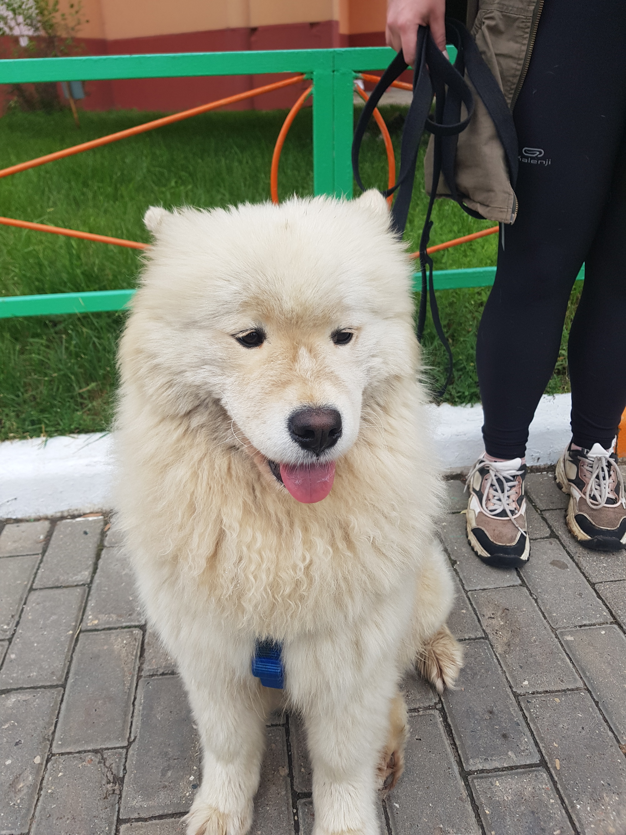 The dog was found. Samoyed girl in the area of ??Zheleznodorozhny MO - Lost, Dog, Samoyed, The dog is missing, No rating, Longpost, Moscow region, Zheleznodorozhny city, Found a dog