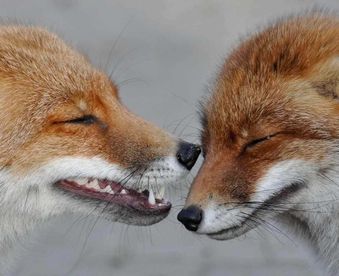 The red faces are up to something - Fox, Animals, Wild animals, The photo