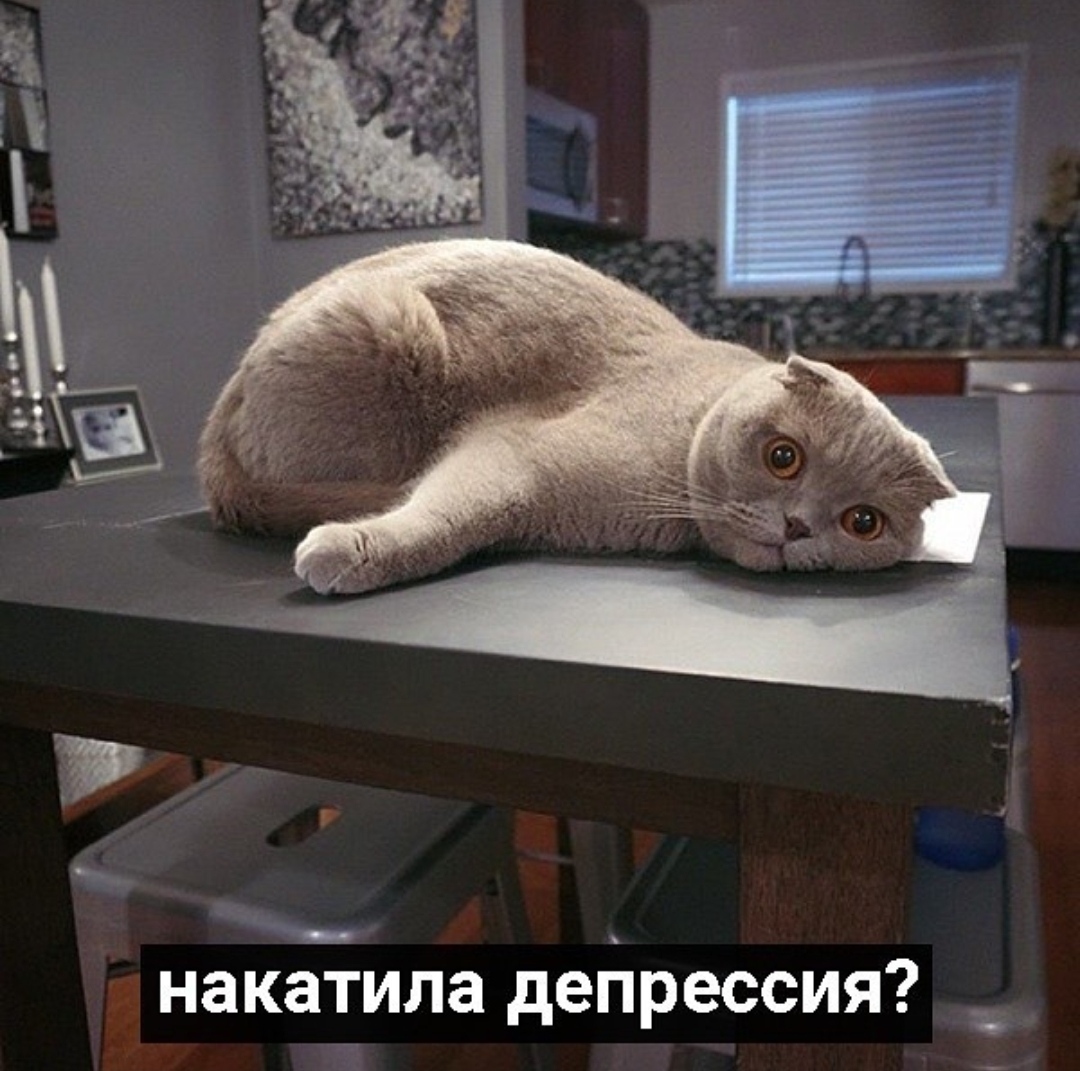 What to do if you feel sad. Tips from cats: - cat, Sadness, Picture with text, Longpost