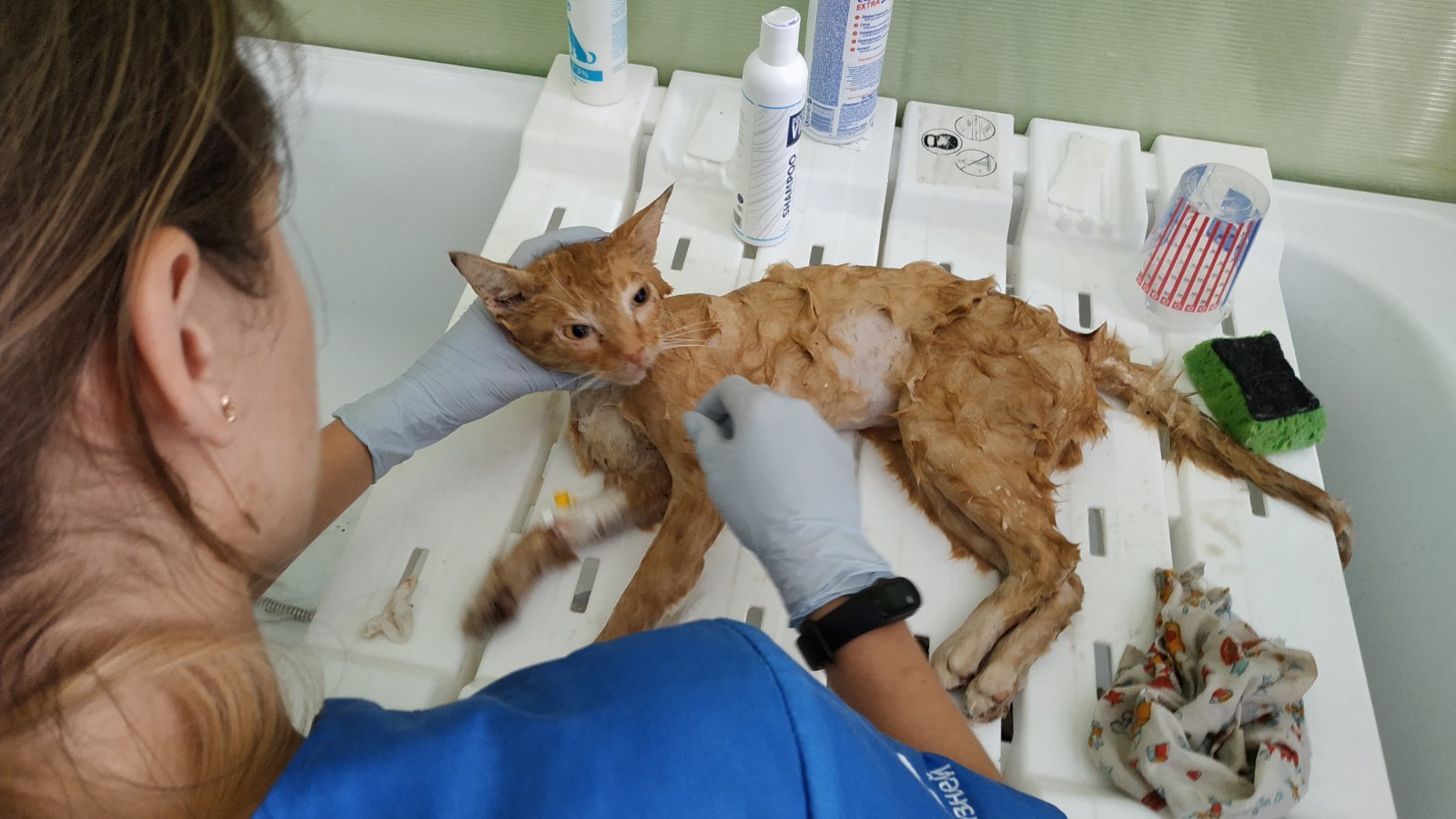 SOS Minsk, Machulishchi. Urgently need help with foster care - My, Minsk, Machulishchy, cat, Injury, Longpost, Animal Rescue, No rating, Help, Overexposure