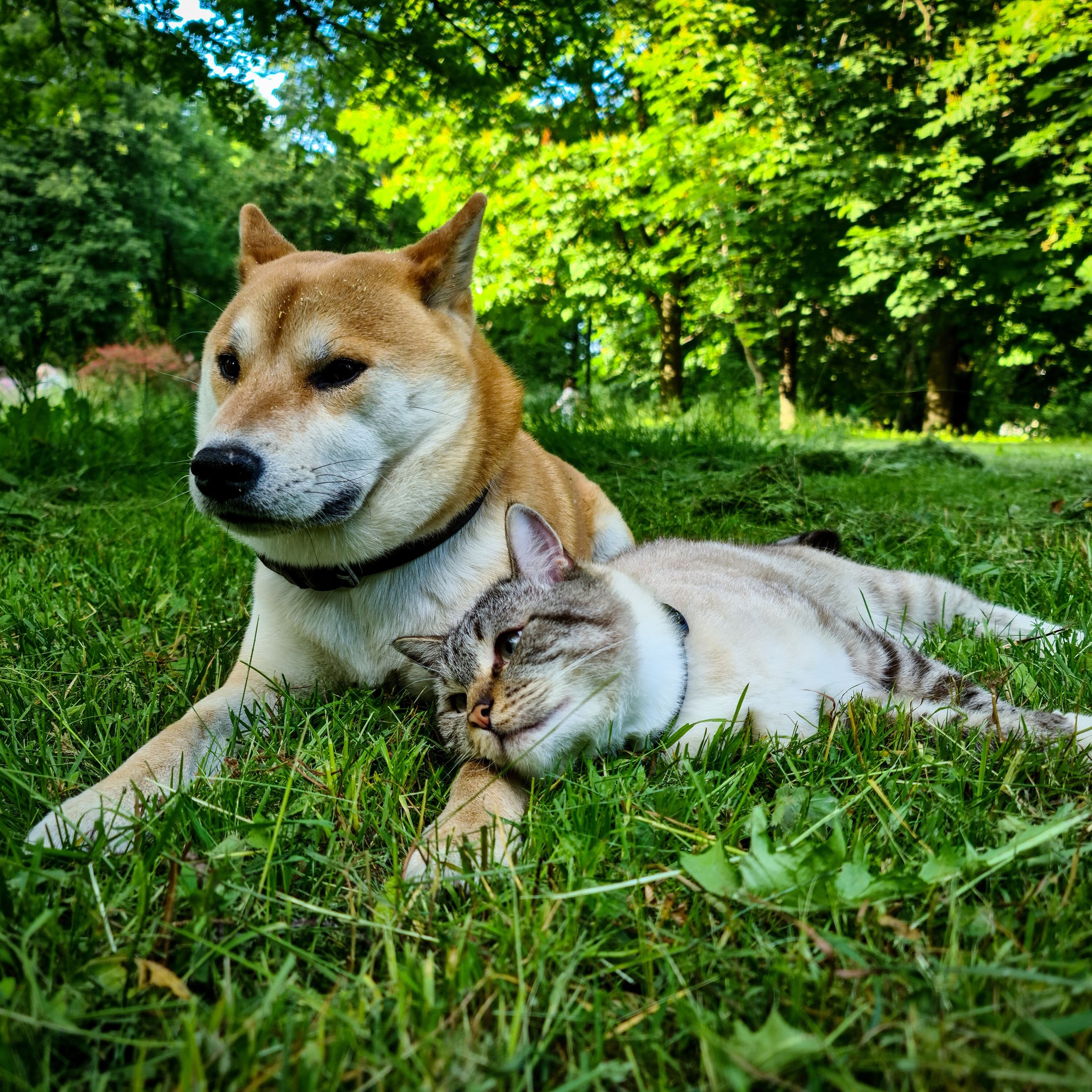 Bros - My, cat, Dog, Shiba Inu, Milota, Animals