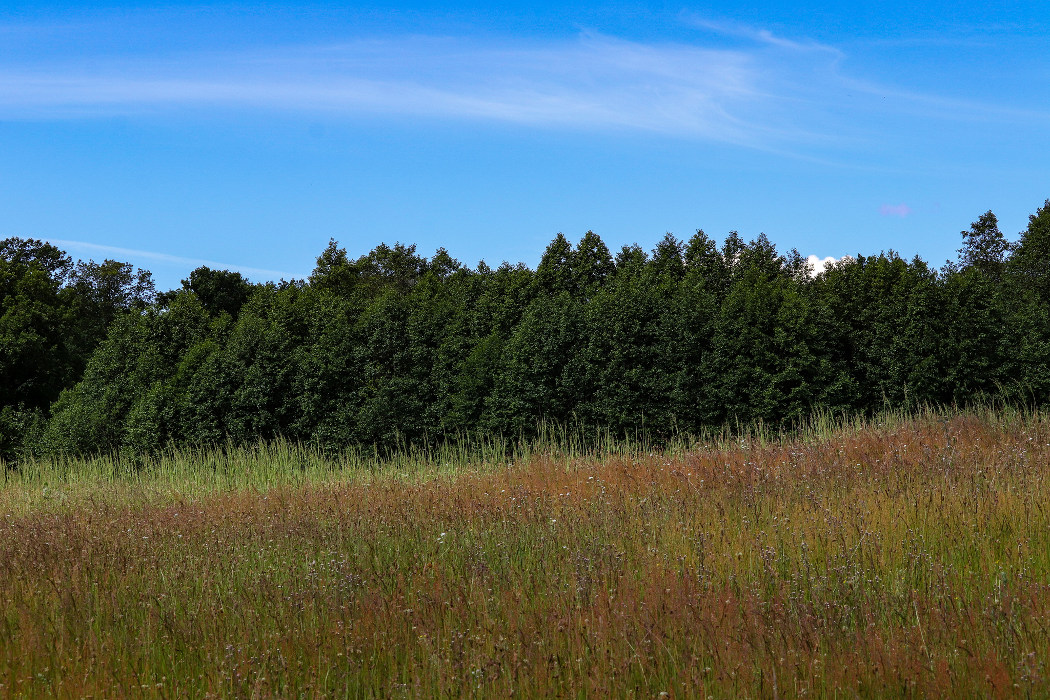 Summer - My, The photo, Nature, Summer, Longpost