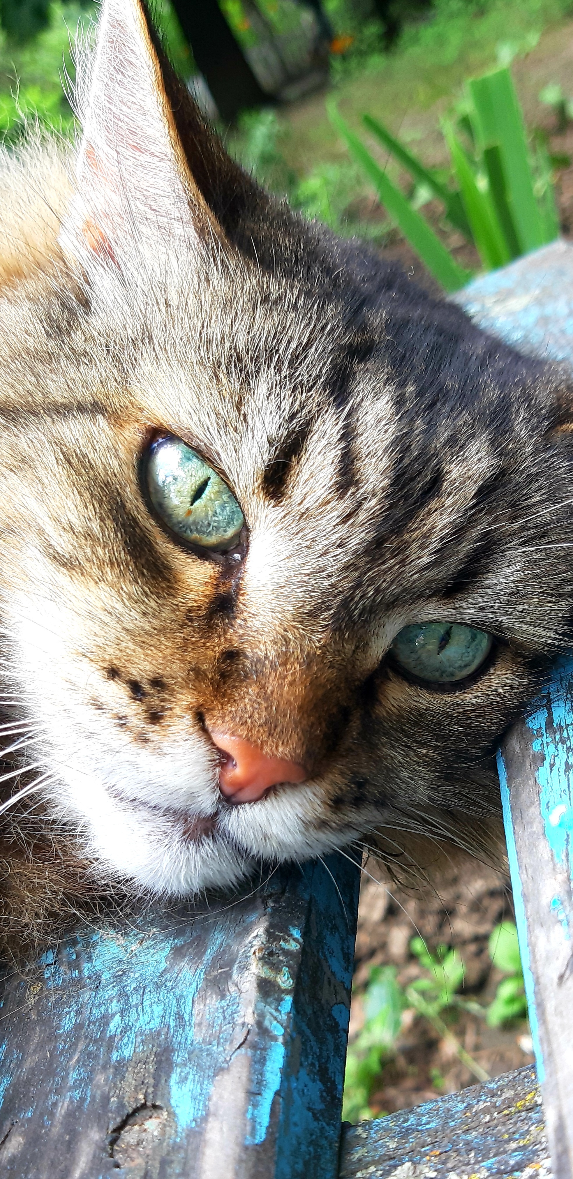 The universe is in the eyes - My, cat, Eyes, Mobile photography