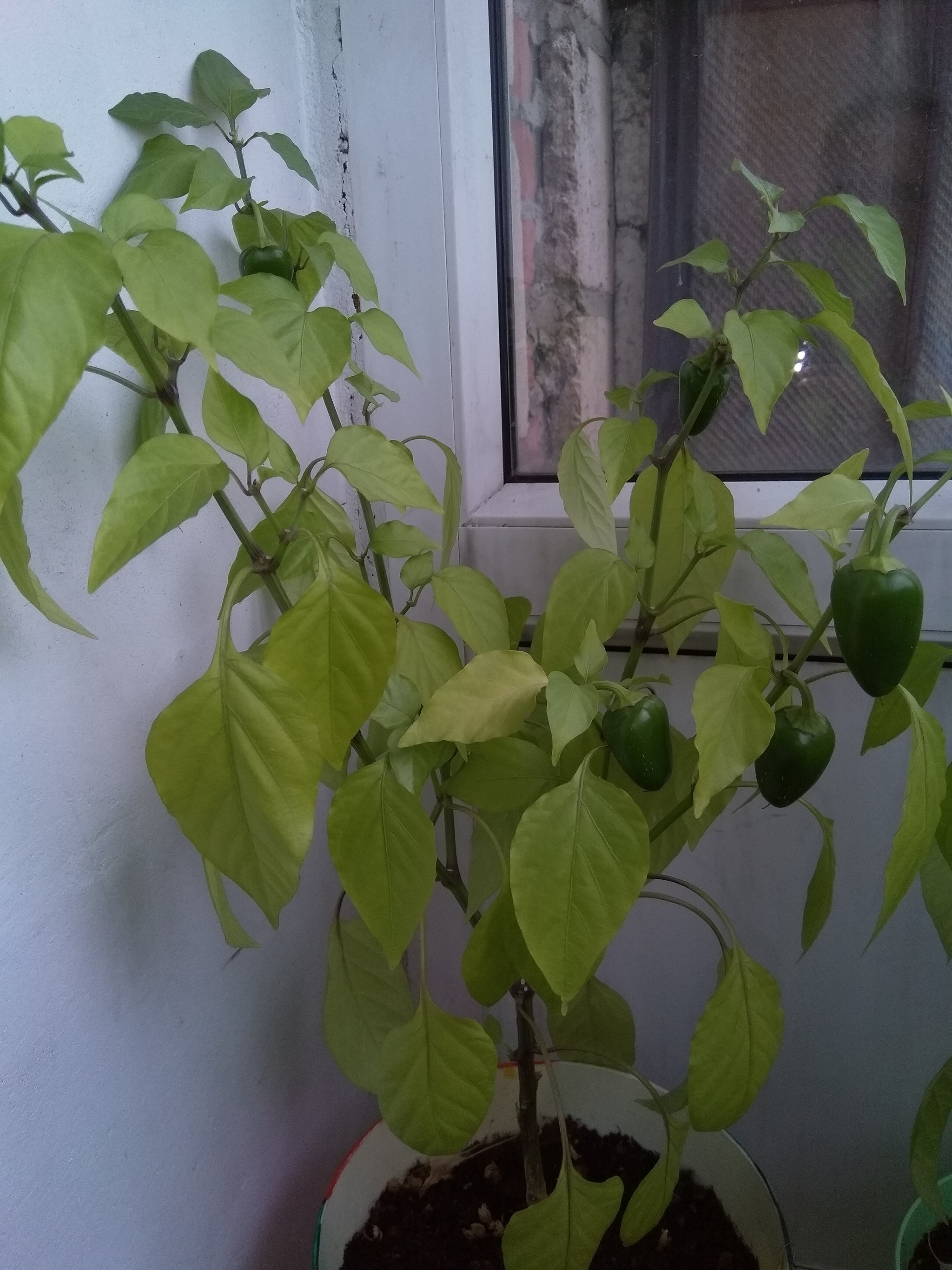 Sweet pepper on the balcony. The first one is ripe - My, Longpost, Pepper farming, Vegetable garden on the windowsill, Parents and children