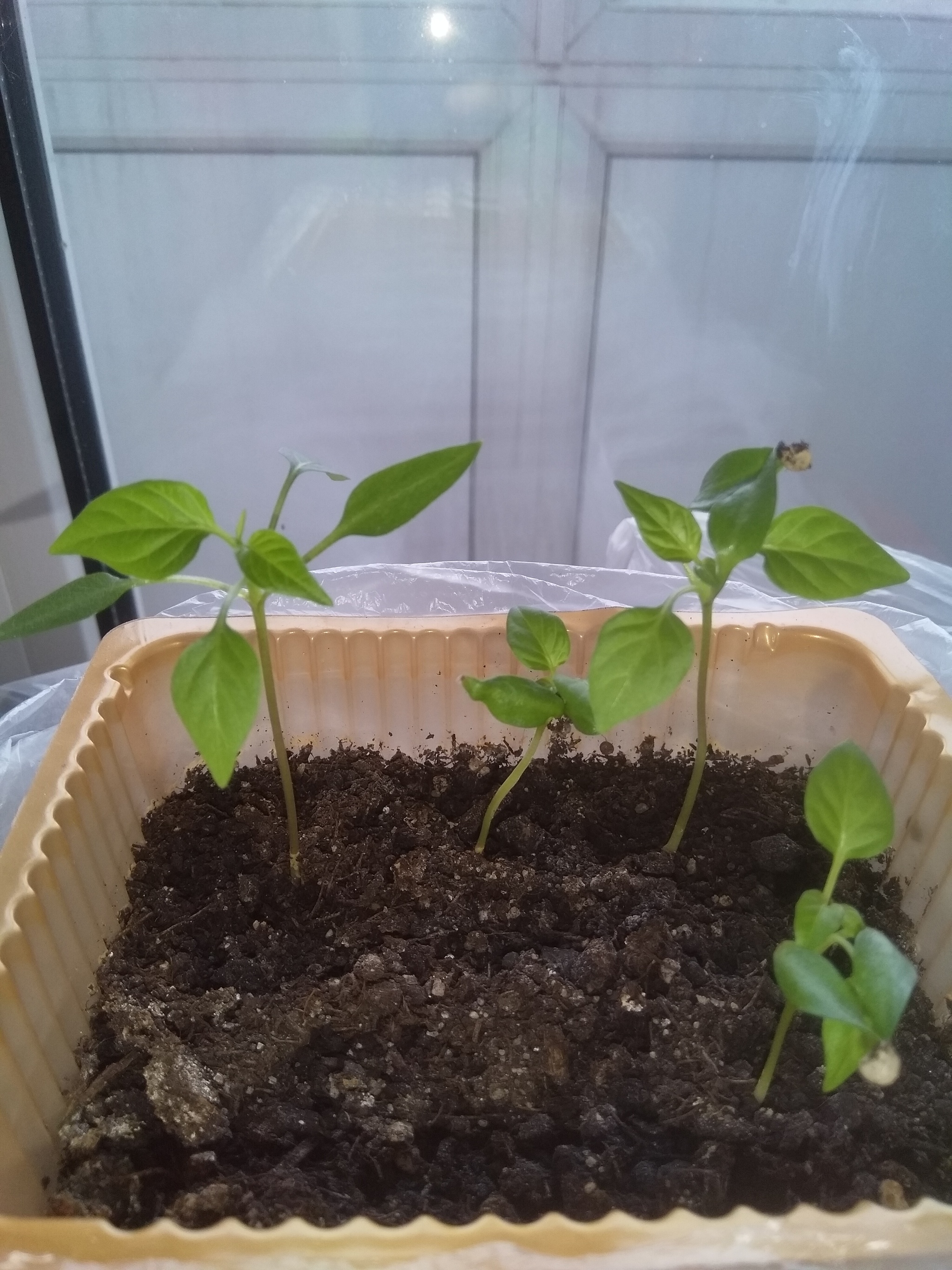 Sweet pepper on the balcony. The first one is ripe - My, Longpost, Pepper farming, Vegetable garden on the windowsill, Parents and children