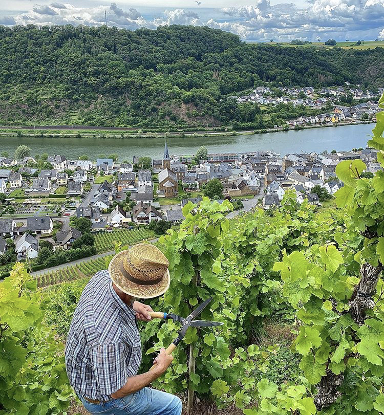 Post #7537527 - My, River, Moselle Valley, Germany, Vineyard, The photo