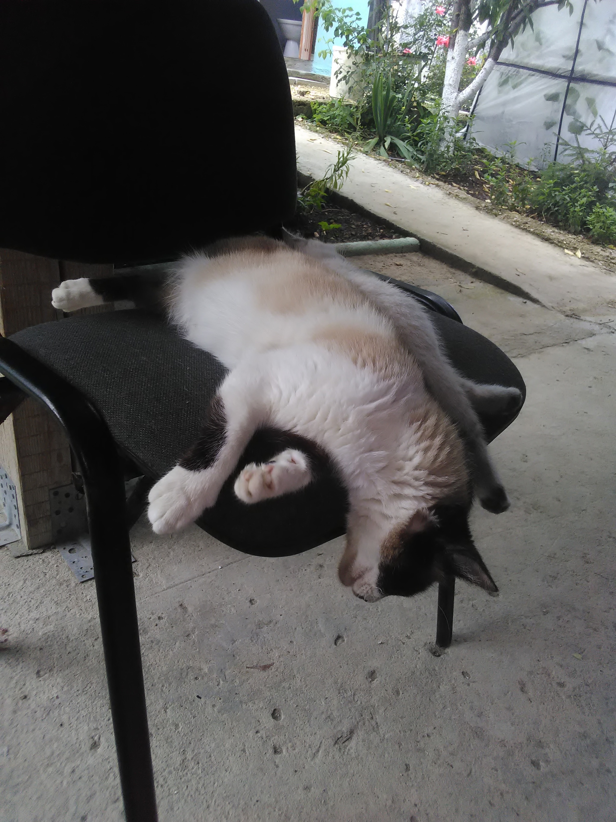 South....heat......cat melt... - My, cat, Heat, Longpost