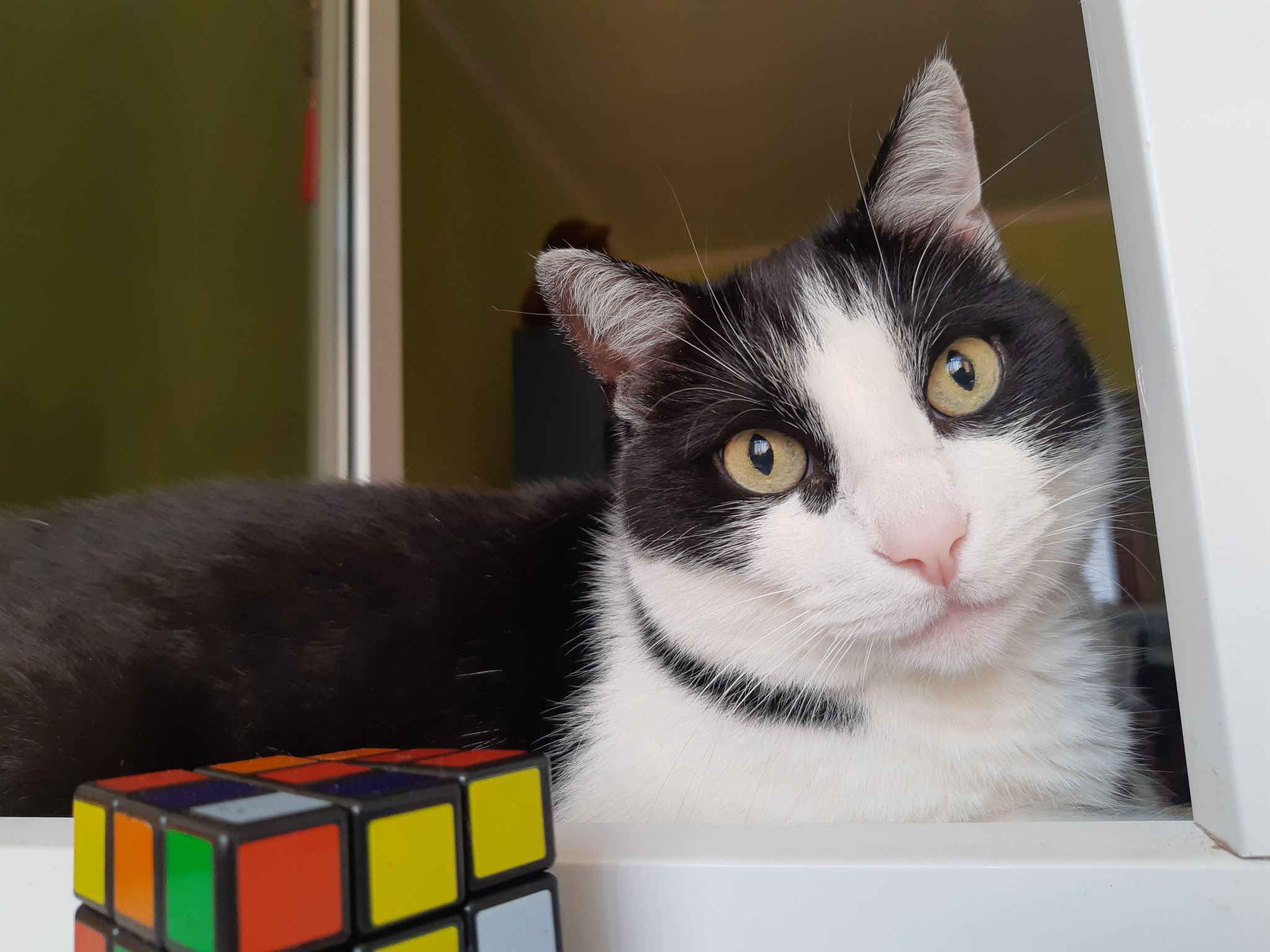 Timofey the cat - My, cat, Pets, Rubik's Cube