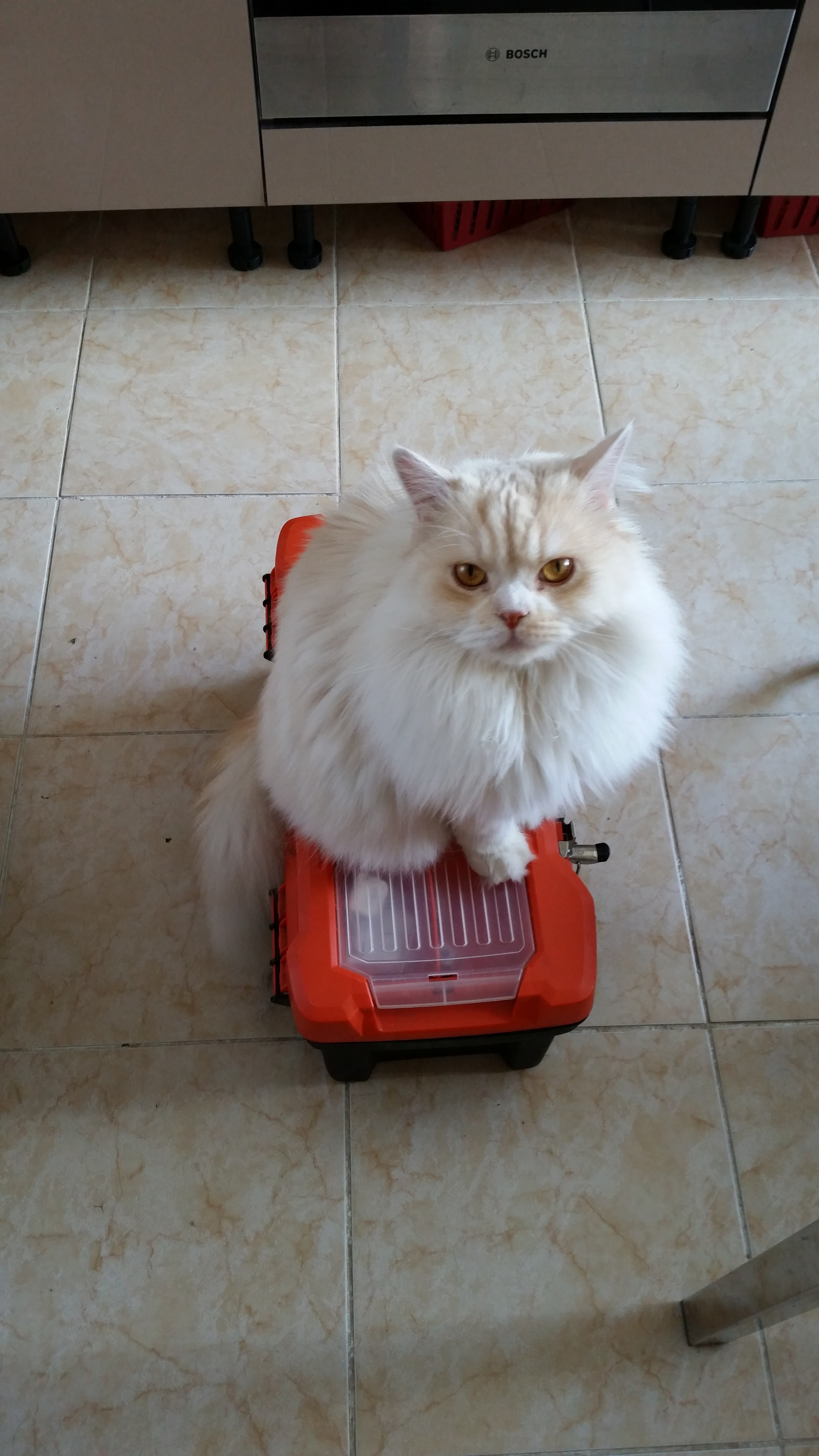 Open the toolbox, otherwise I have paws - My, cat, Paws, Tools