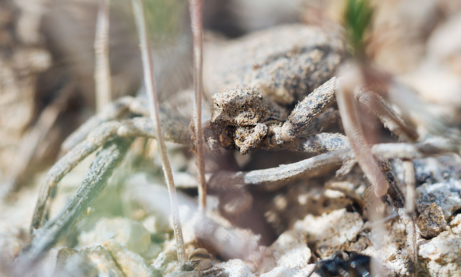 Master of Disguise - My, Macro photography, Spider, Canon, Macro, Insects, Fearfully