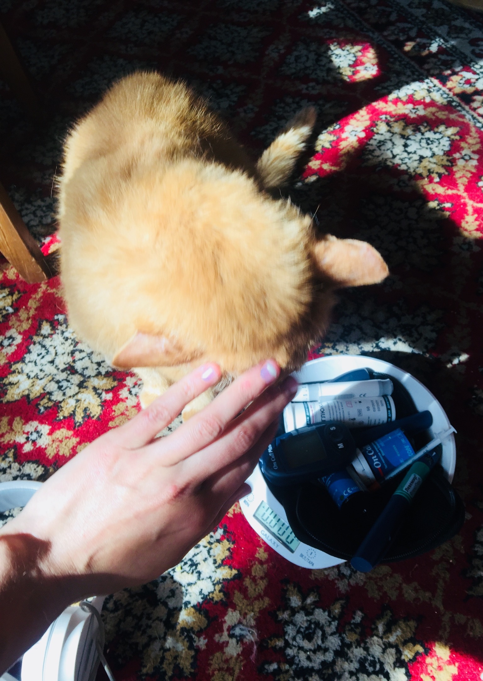 Continuation of the post “We decided to help a gentle ginger cat with an abscess. And they sailed. The cat turned out to be diabetic - My, cat, Diabetes, Animal Rescue, Reply to post, Longpost