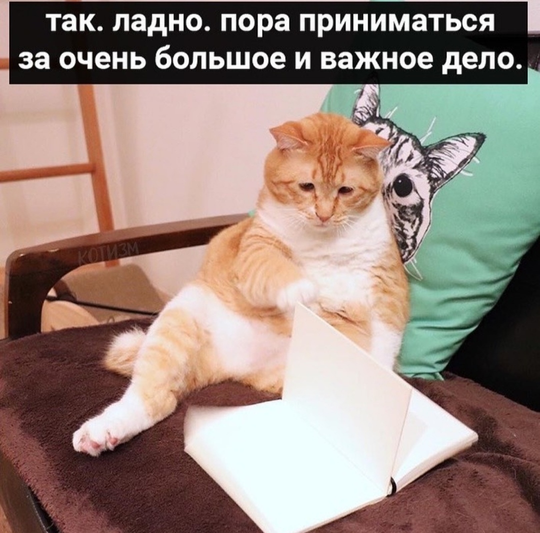 Every time I start doing something big and important - cat, Picture with text, Procrastination, Longpost