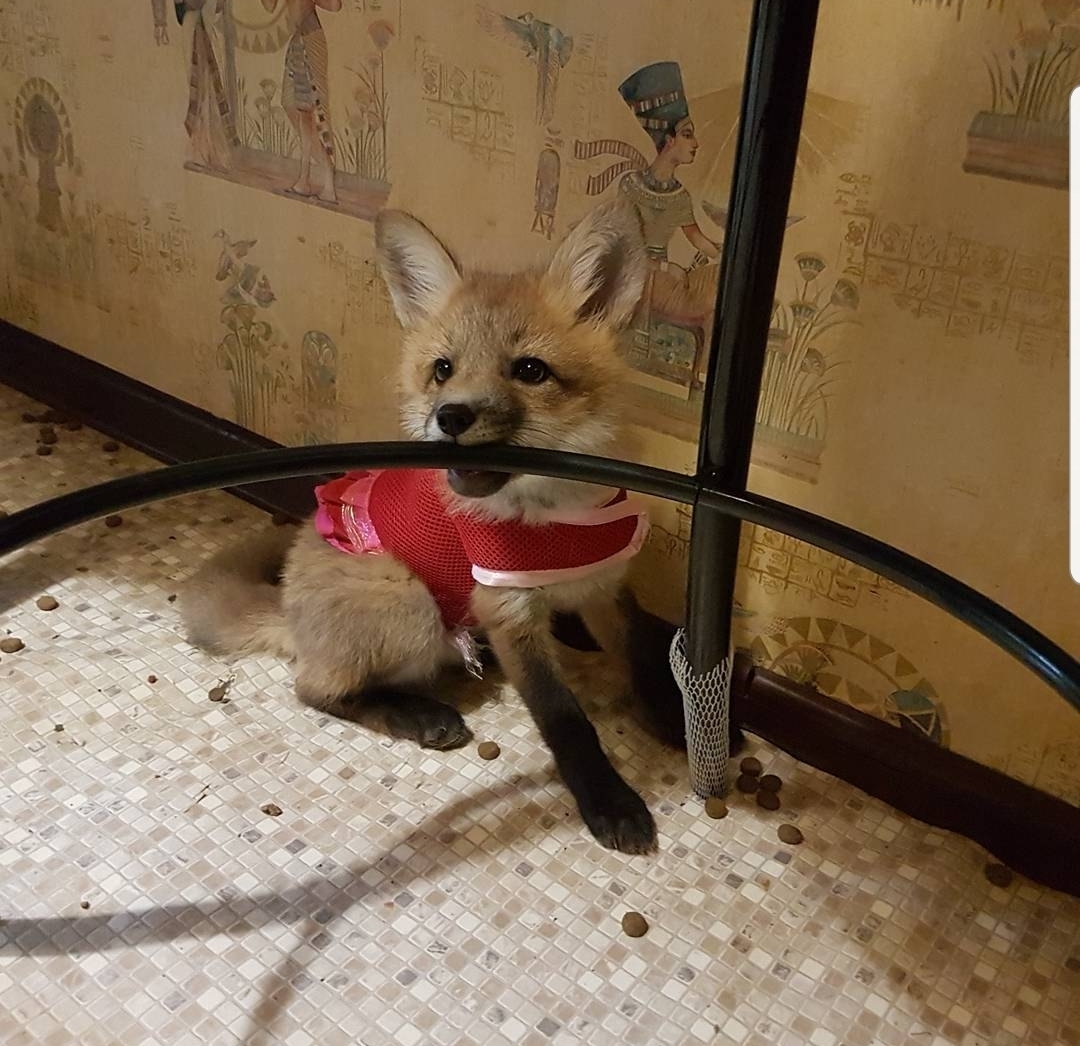 Dressed up and ready for a walk - My, Fox, Pets, Domestic fox, Longpost, Animals