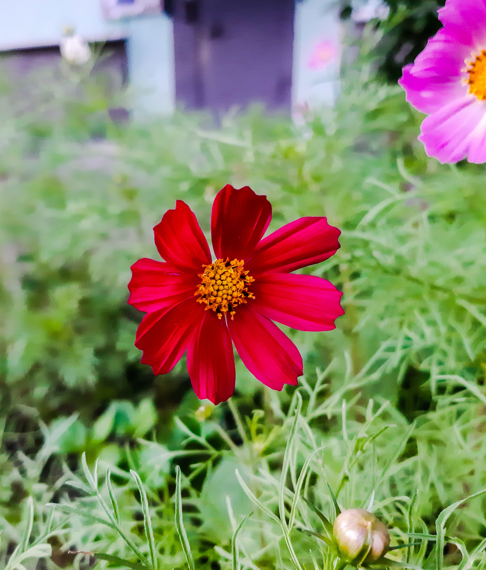 I'm tired of coming up with post titles :D - My, Flowers, Mound, Nature, Walk, Longpost