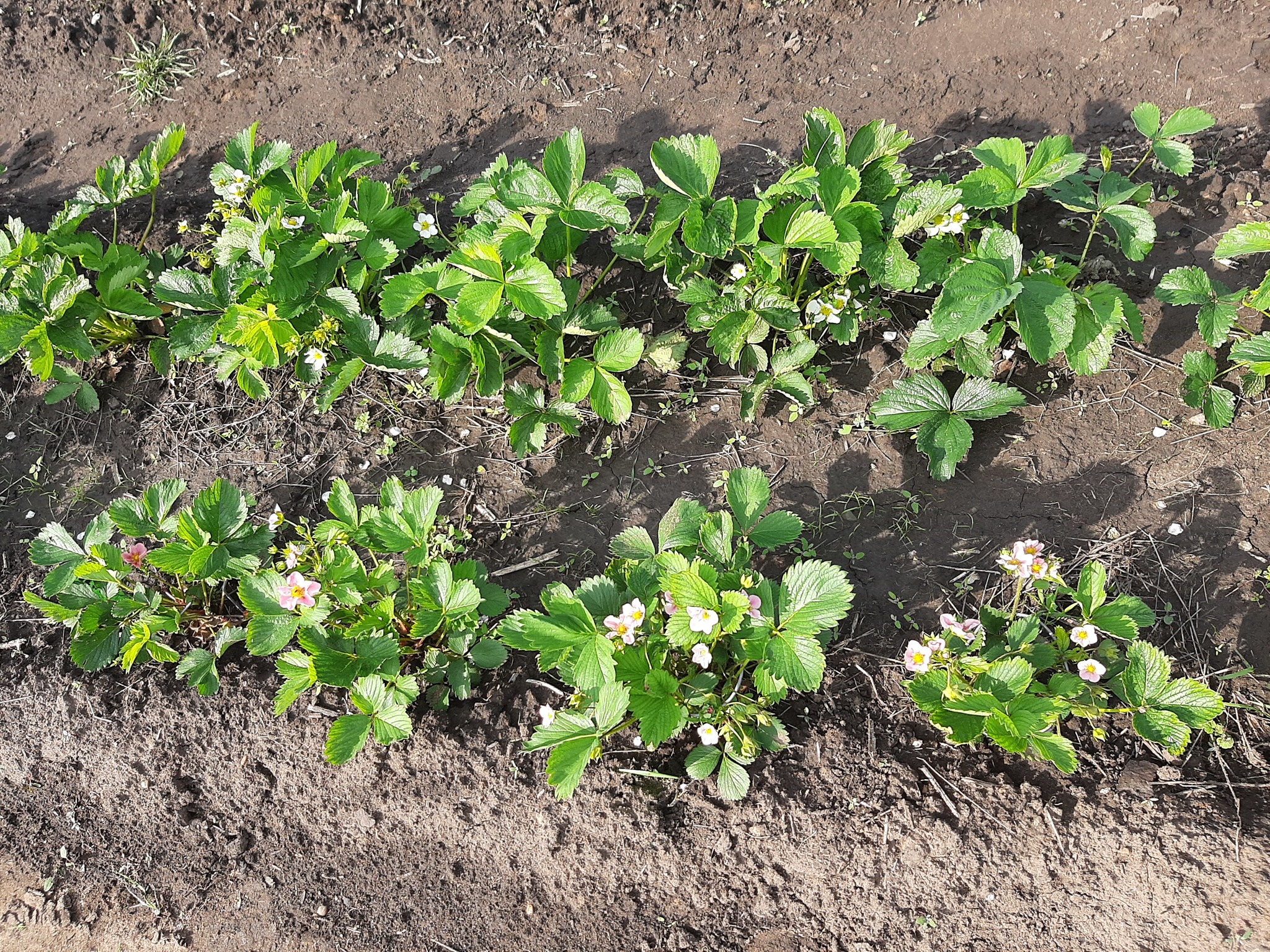 Development of a land plot from scratch. Strawberries and wild strawberries. Part 4 - My, Strawberry (plant), Growing, Garden, Longpost